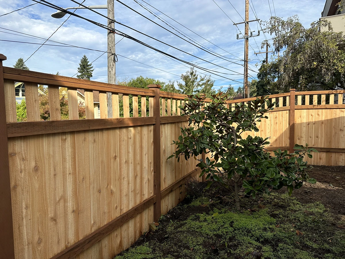 New wooden privacy fence enclosing a backyard with a small leafy shrub and green ground cover.