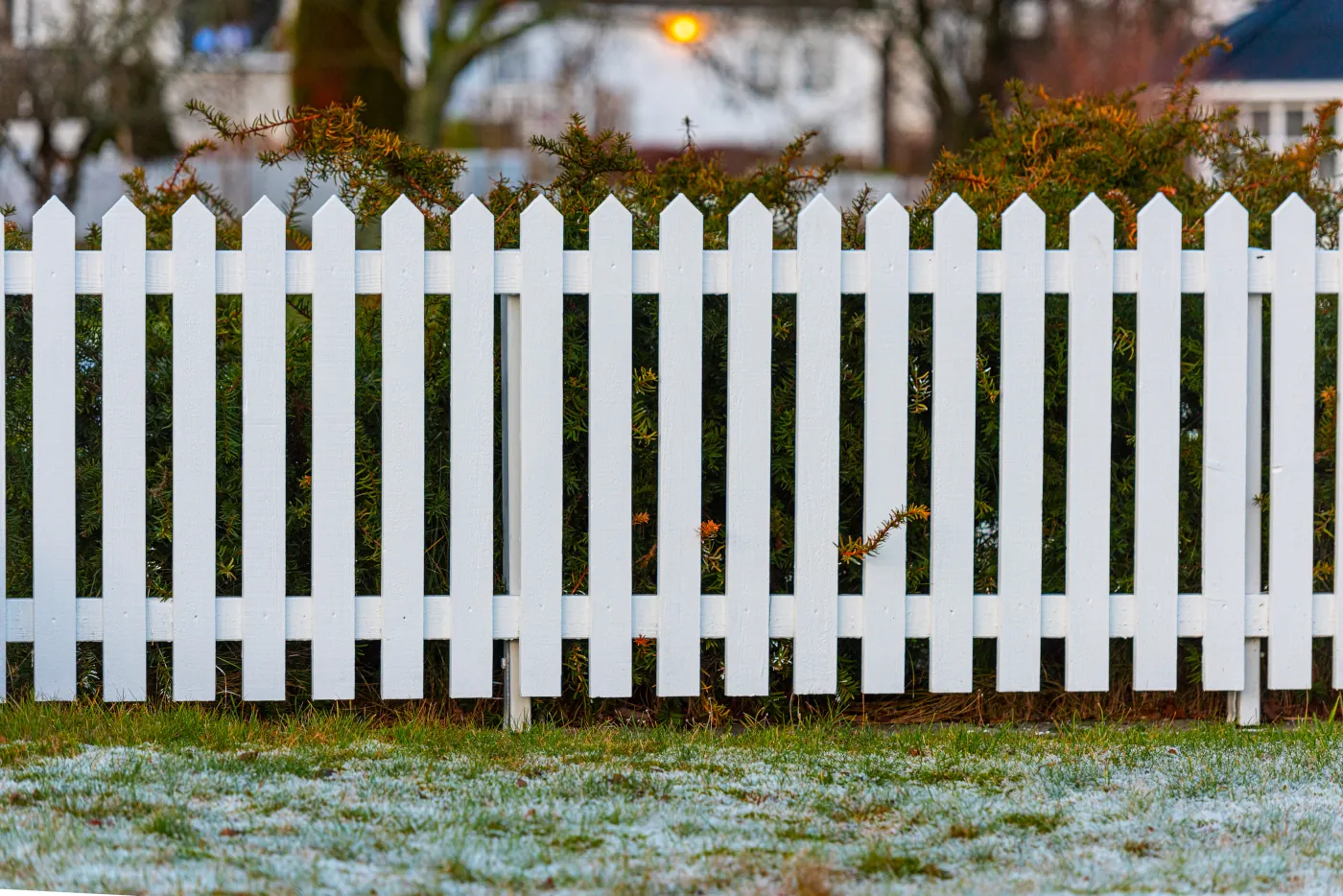 White picket fence in front of green shrubs with a lawn dusted with frost.
