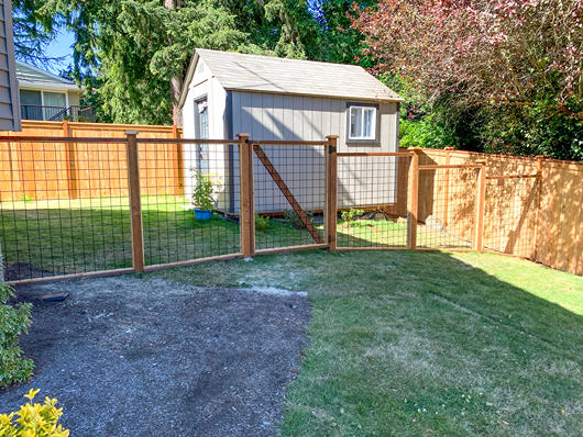 Hog wire fence panels around a lawn and a garden shed in Seattle