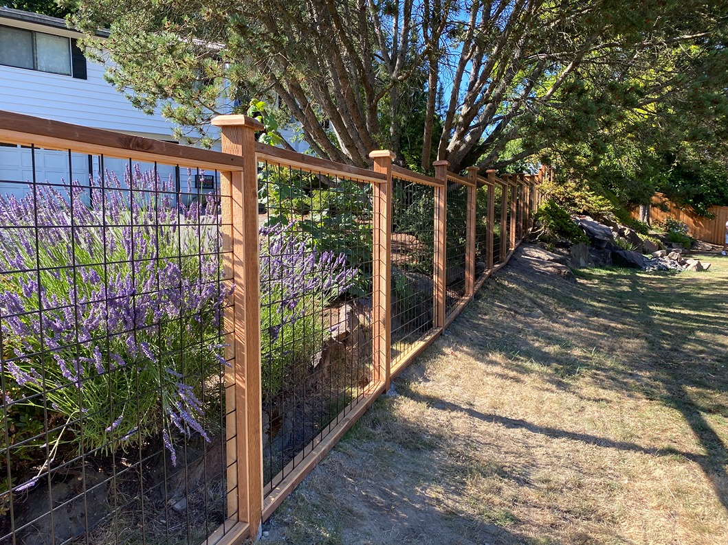 Newly installed hog wire fence next to a lavender plant in Seattle 