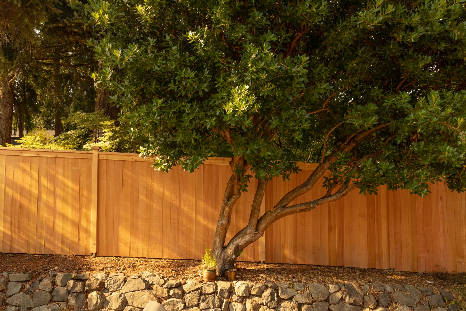 Cedar privacy fence behind a mature broadleaf tree above a stone retaining wall