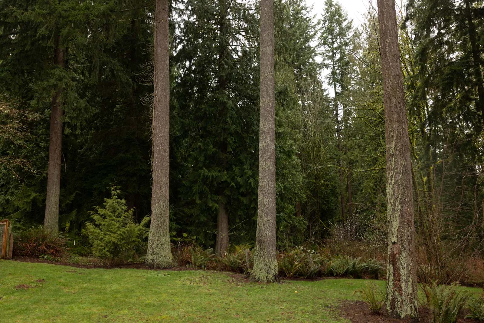 Backyard lawn edged by tall Douglas firs where a new fence line will run