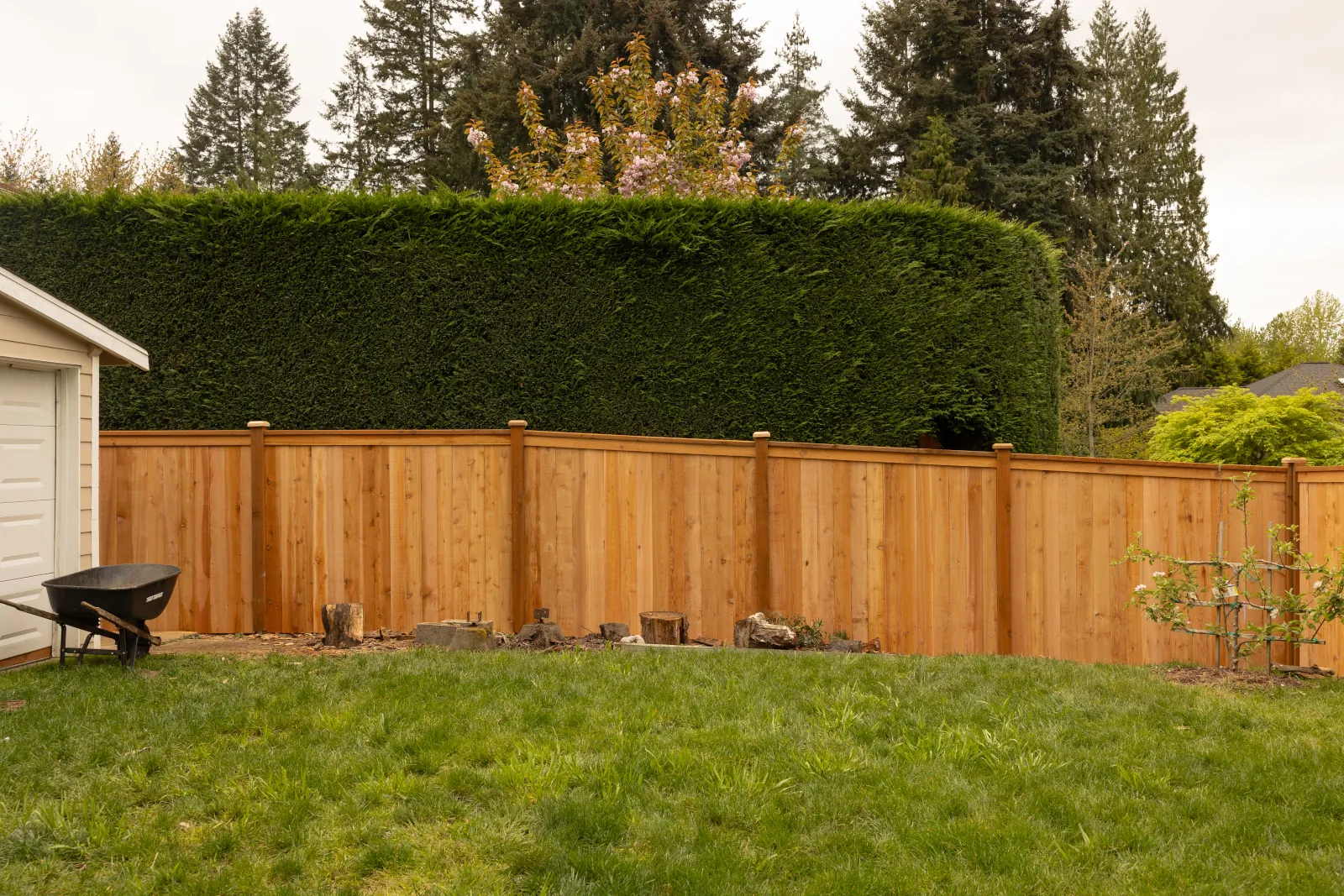 Newly built cedar privacy fence with post caps along a backyard hedge line
