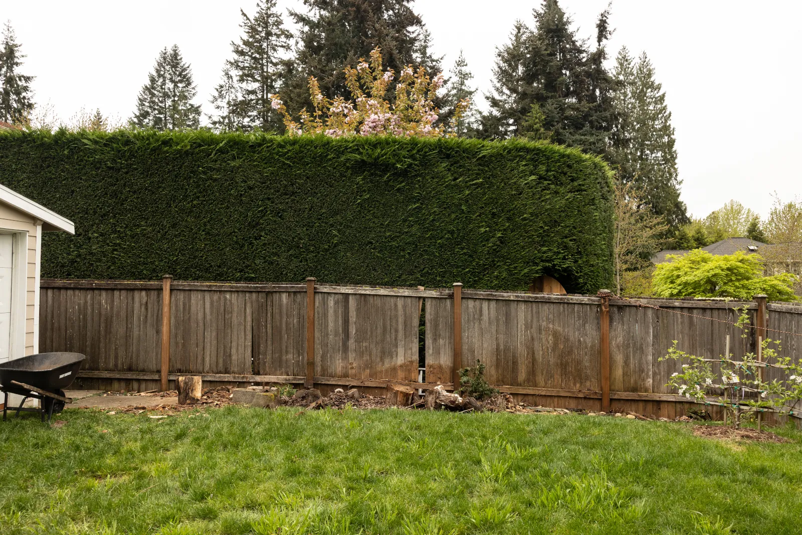 Weathered gray fence with warped boards and a gap along a backyard hedge line