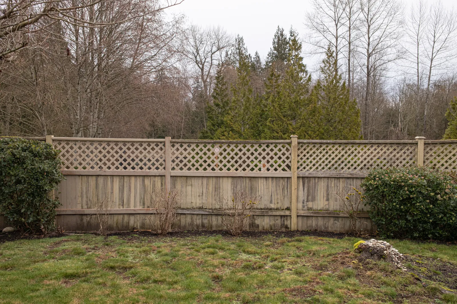 Stained lattice-top fence with algae streaks along a wooded property line