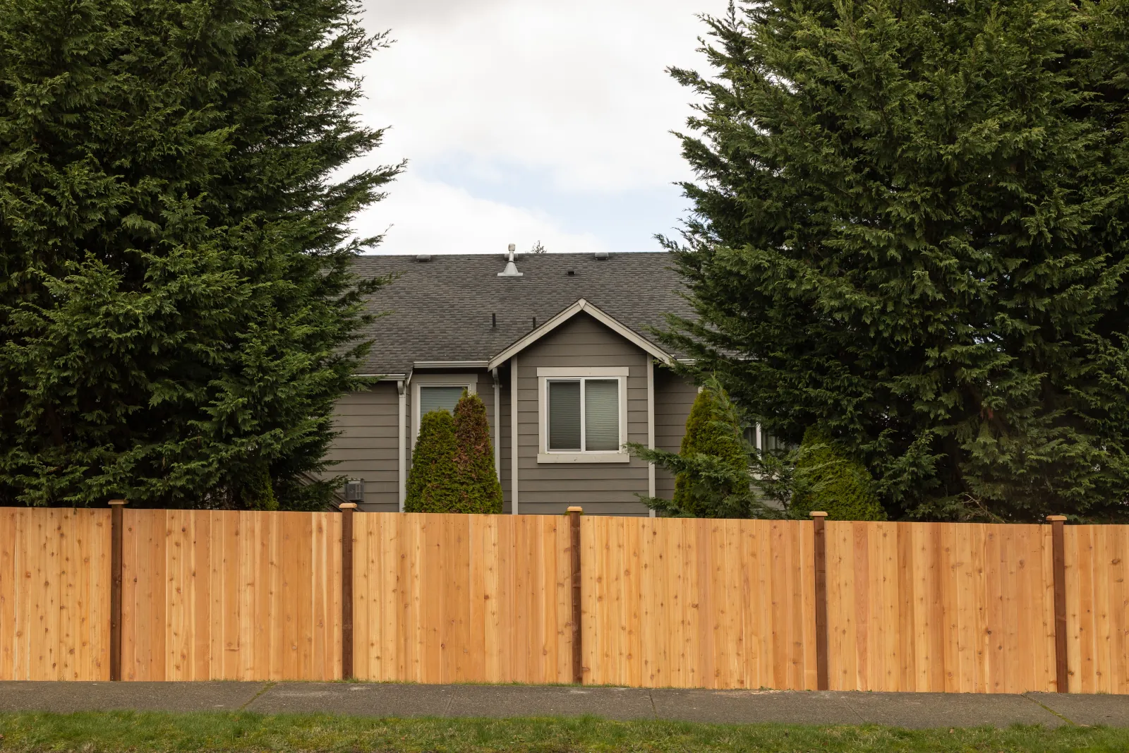 New cedar privacy fence along a sidewalk in front of a gray house and tall cedars