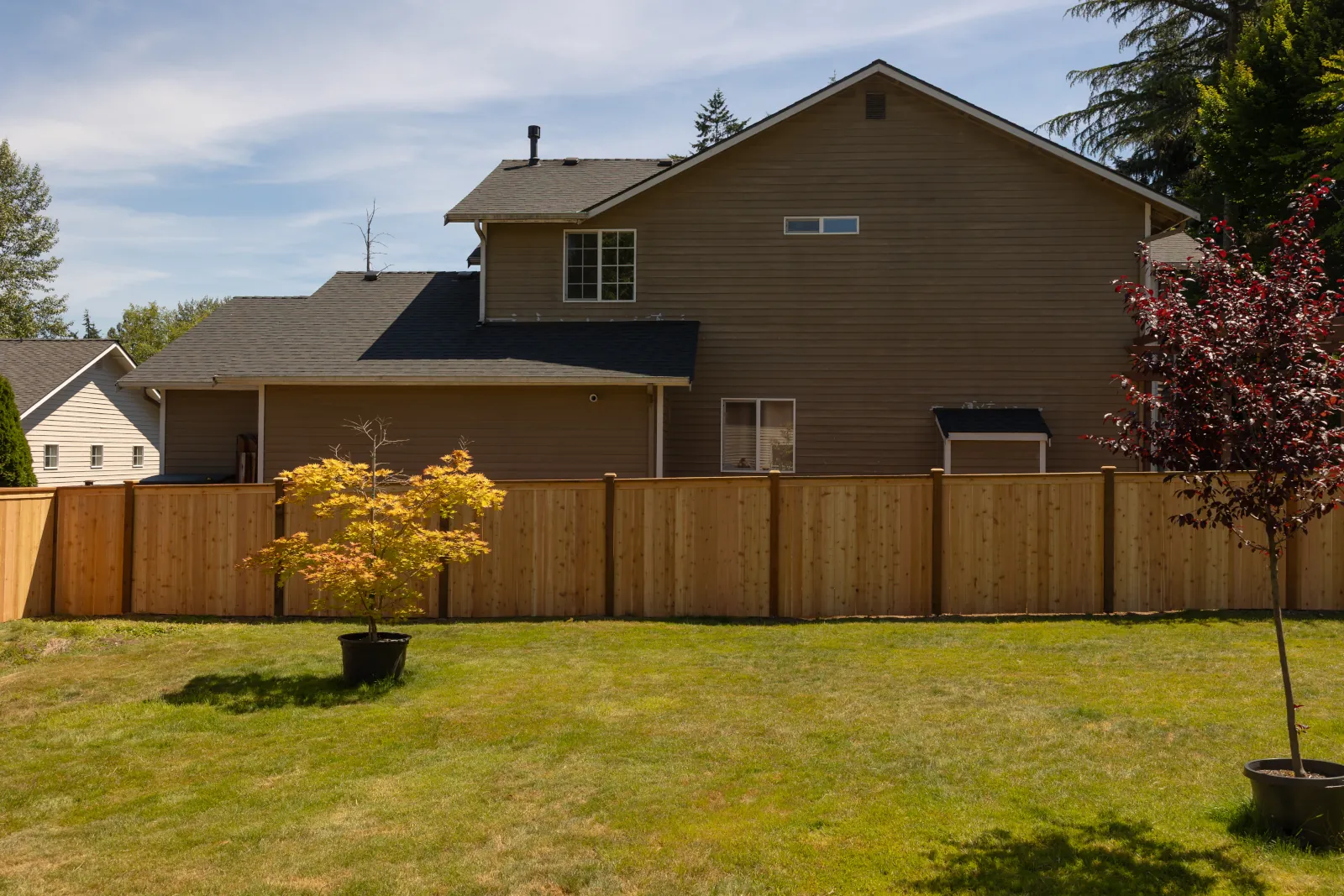 Backyard lawn and potted maple enclosed by a new cedar privacy fence