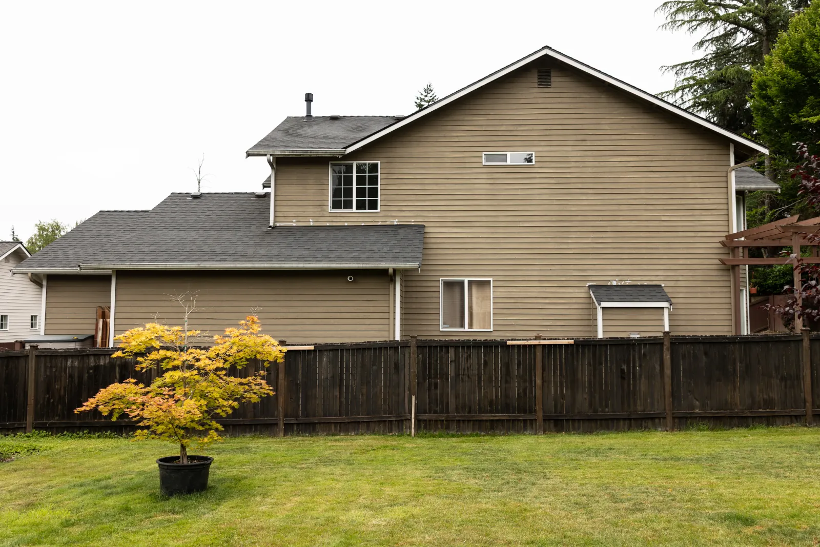 Backyard lawn and potted maple enclosed by an aging dark-stained fence