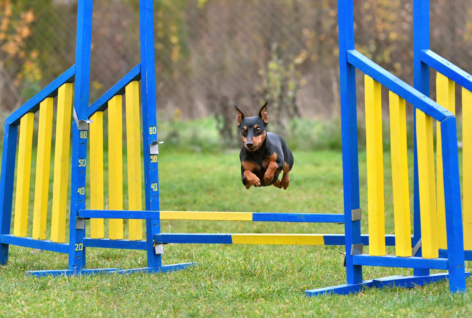 Dog on agility training