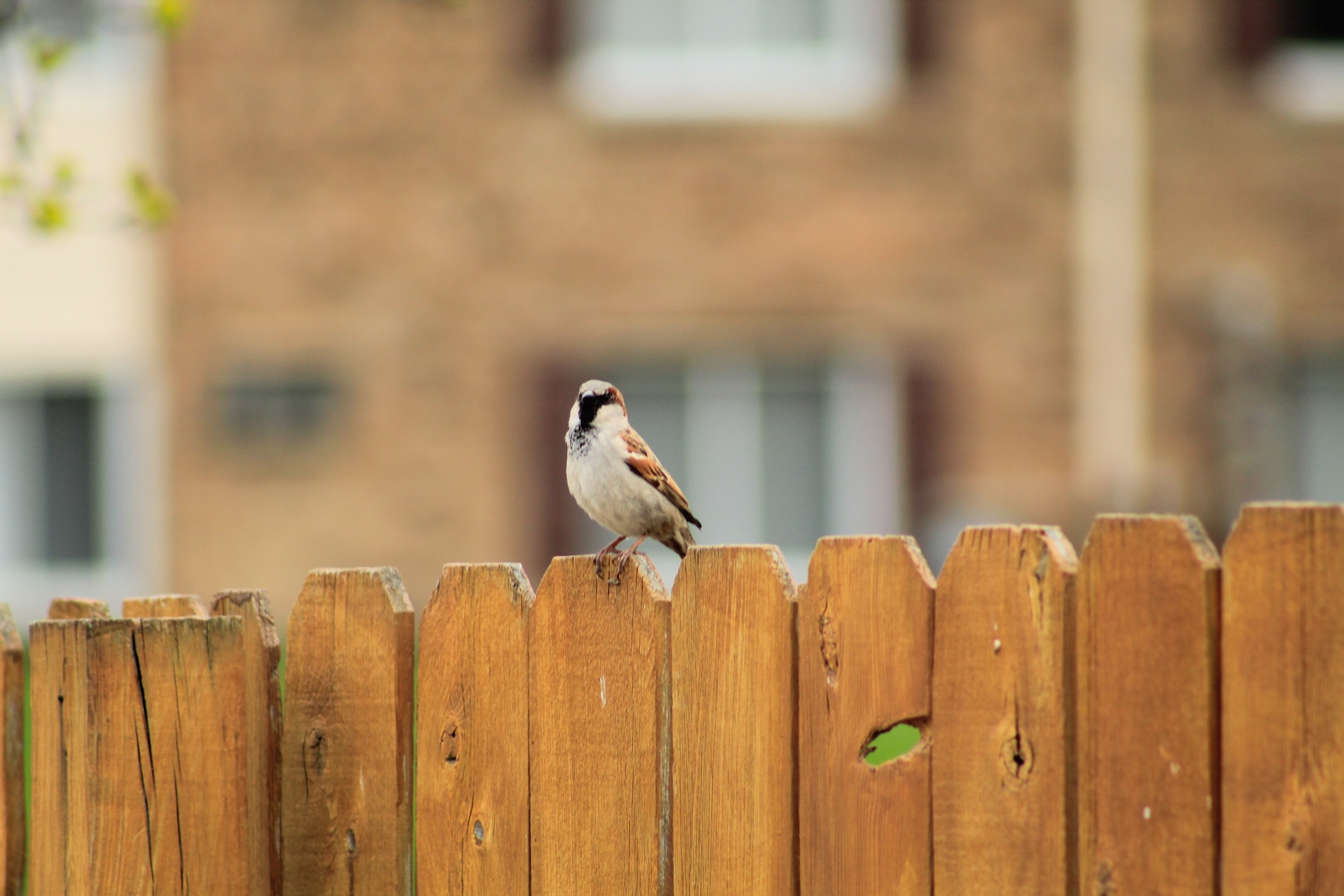 bird on a fence