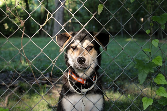 dog and fence