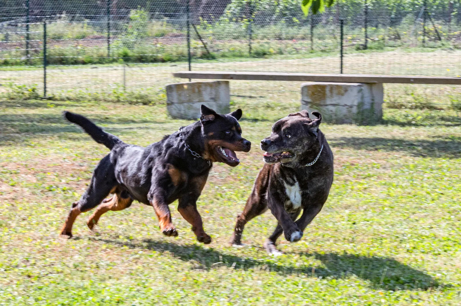Chain link fence for dog run installed in backyard with two dogs playing inside