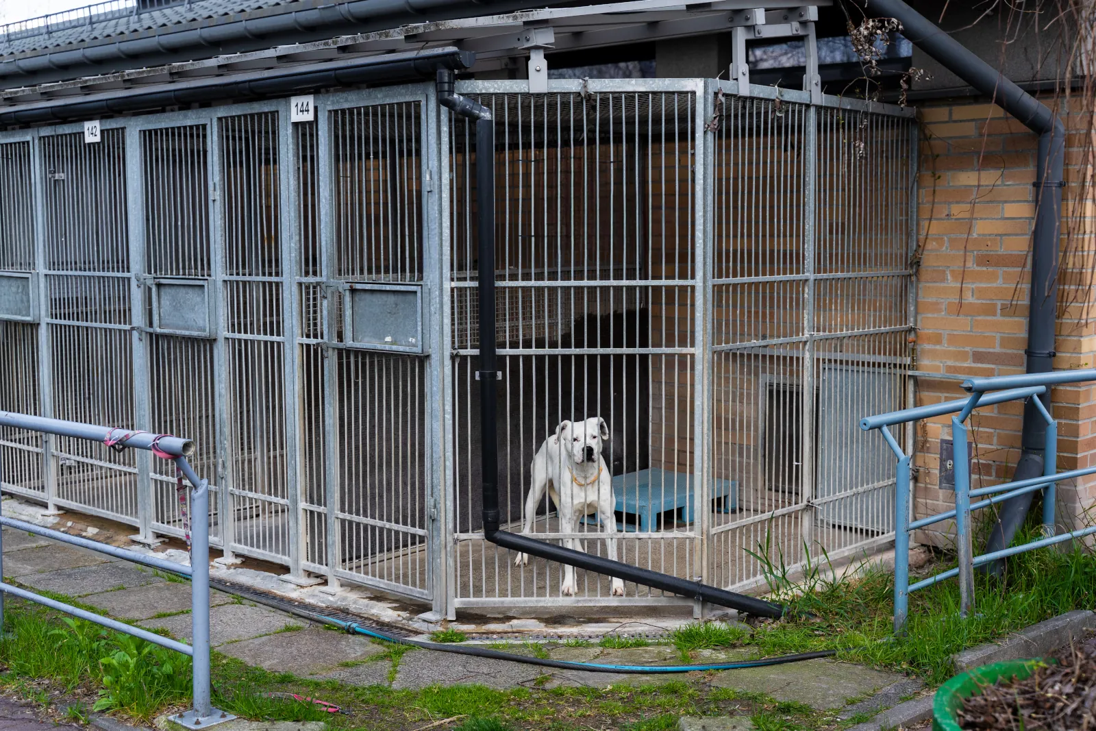 Dog enclosure with roof and gate in residential yard.