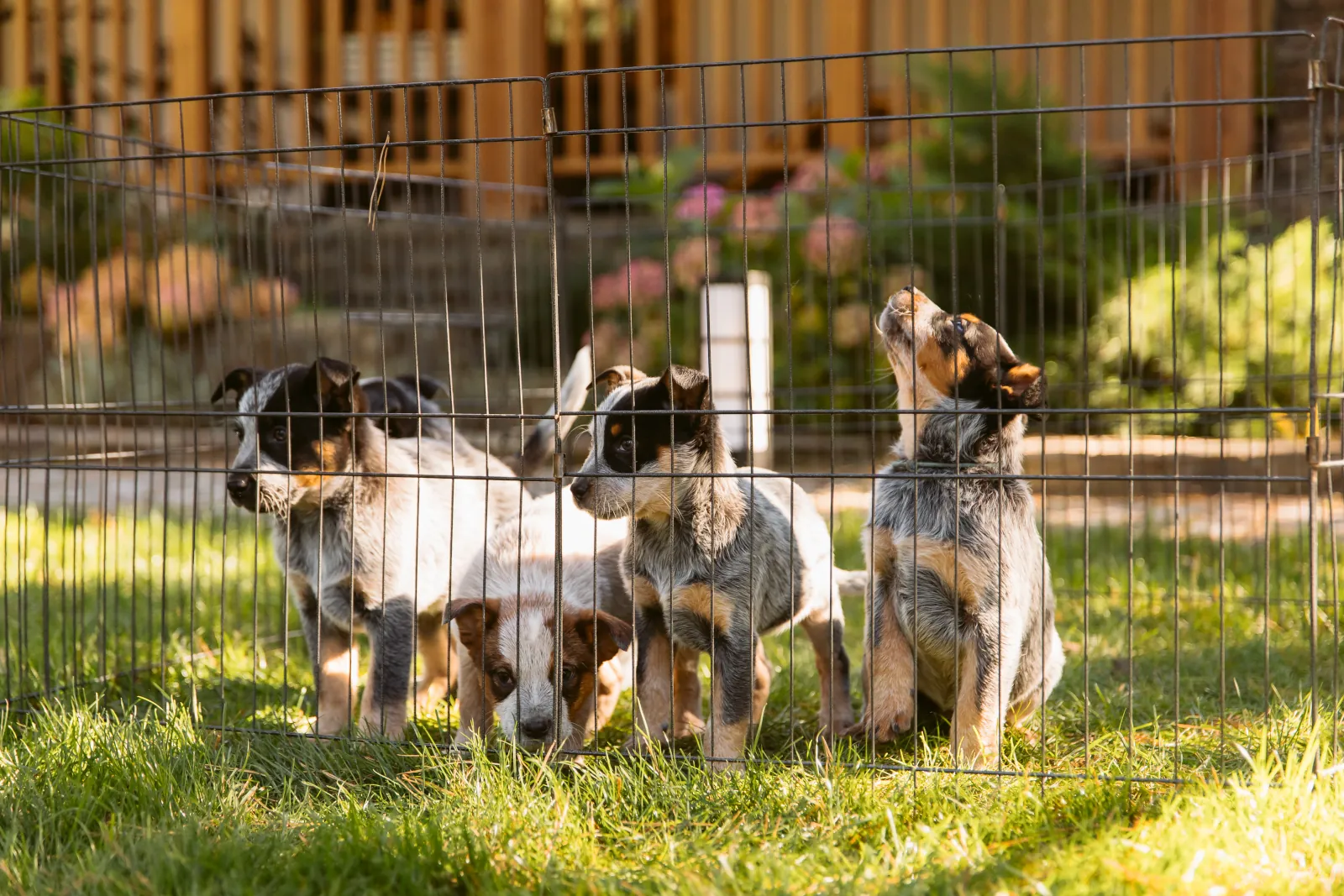 A group of puppies inside a two-feet high backyard dog run