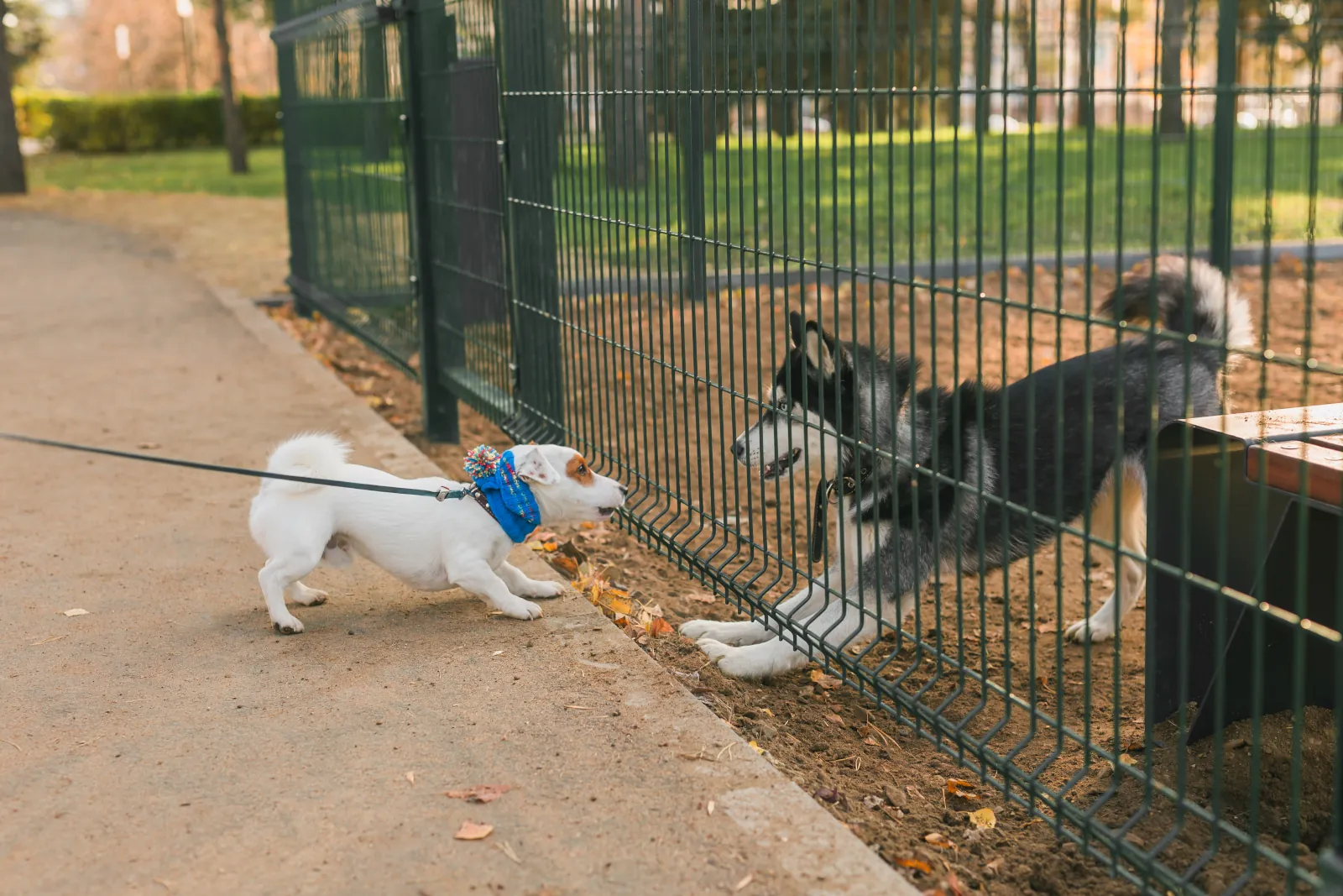 A Siberian husky inside a fence tailored for big dogs in Seattle neighborhood.