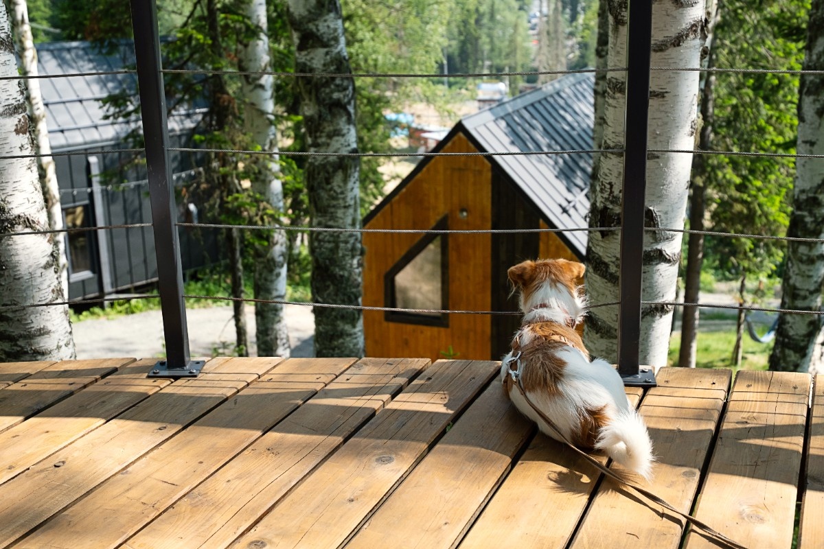 Hog wire fence ideas Pacific Northwest with black wire