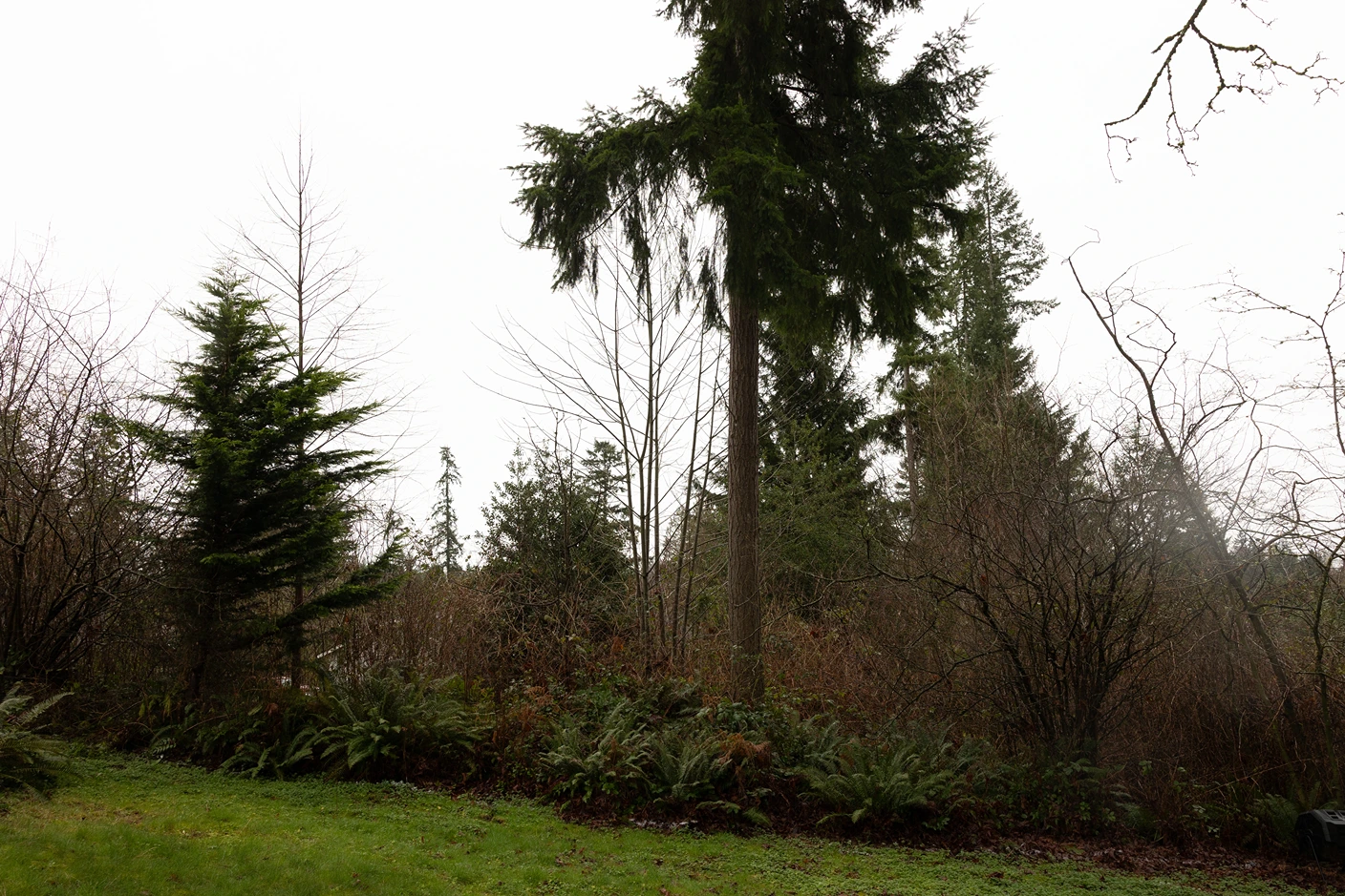 Keeping the View While Containing the Dog in Lynnwood, WA Before 6