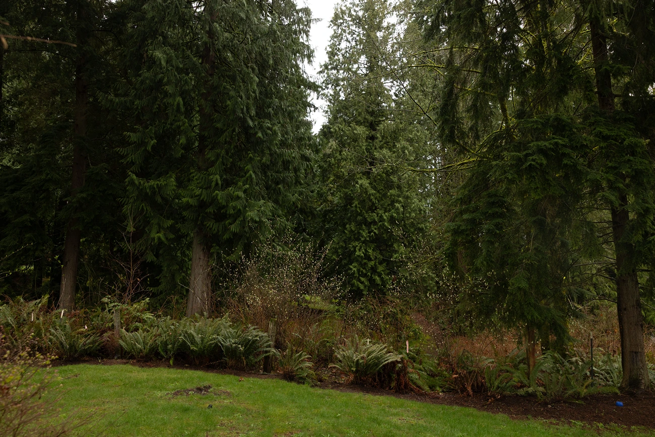 Keeping the View While Containing the Dog in Lynnwood, WA Before 1