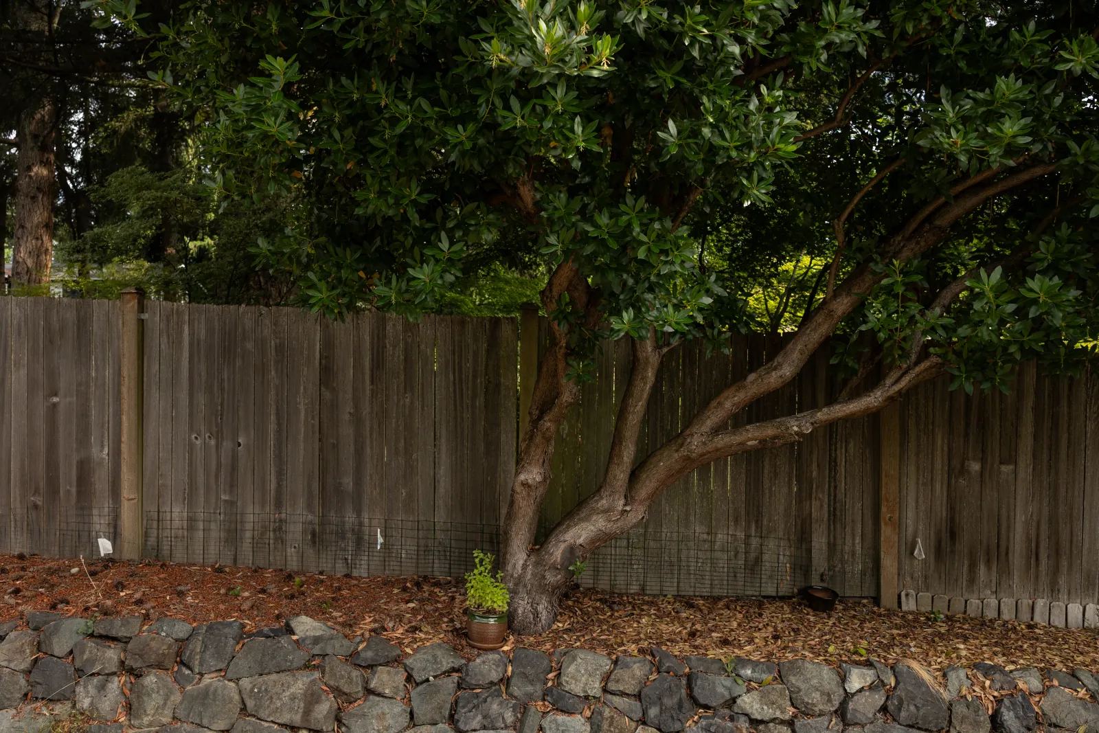 Weathered gray fence with wire mesh behind a leaning broadleaf tree above a stone wall