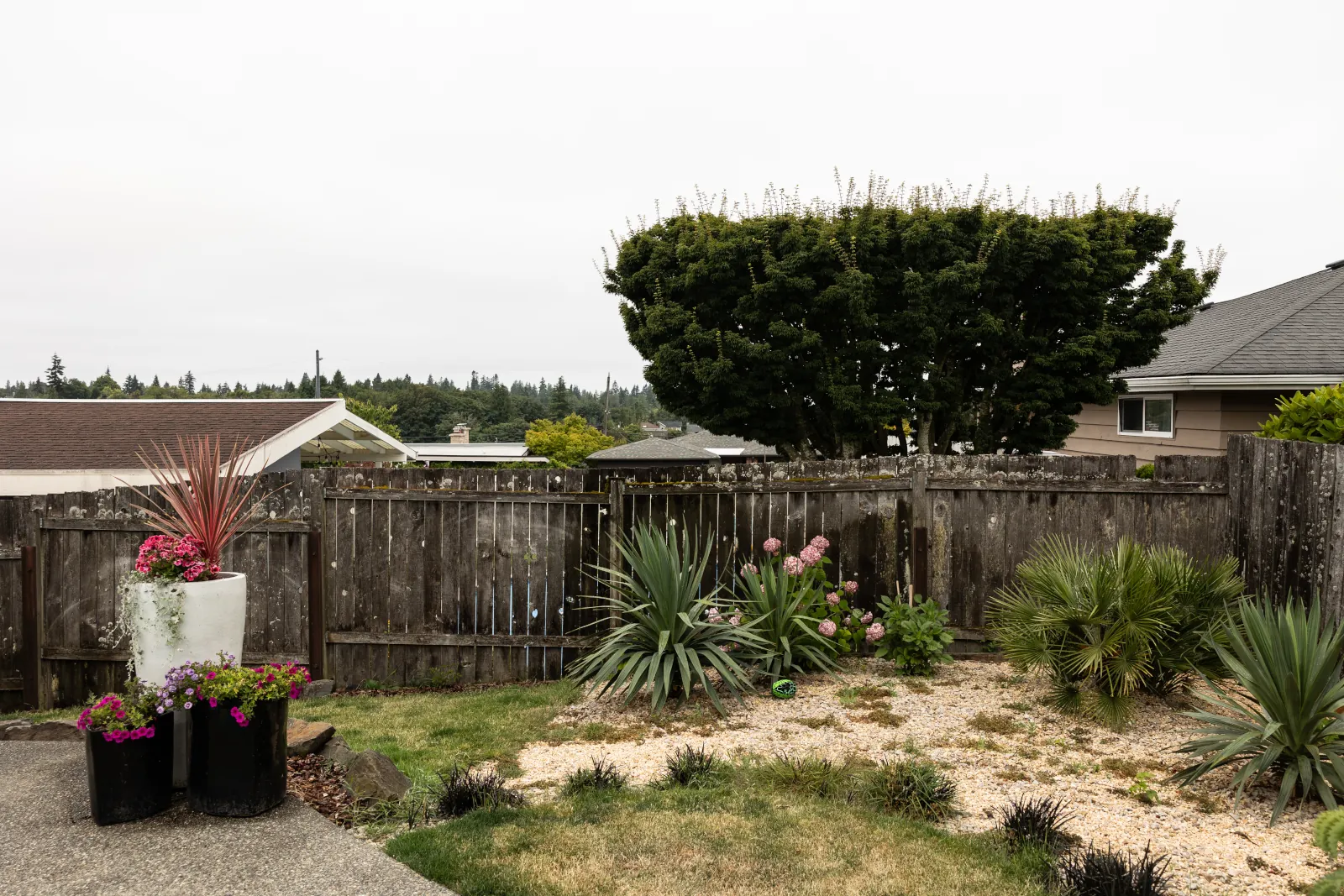 Gray weathered fence boards enclosing a backyard with gravel beds and yuccas
