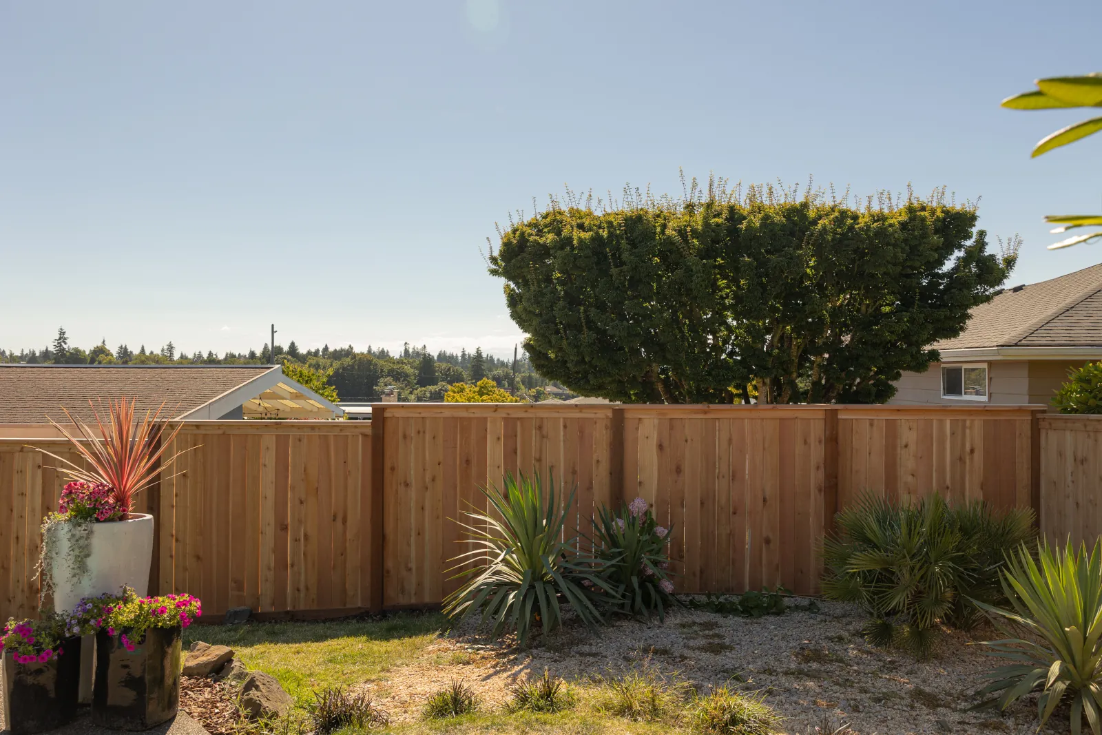 	New cedar privacy fence enclosing a backyard with gravel beds and yuccas