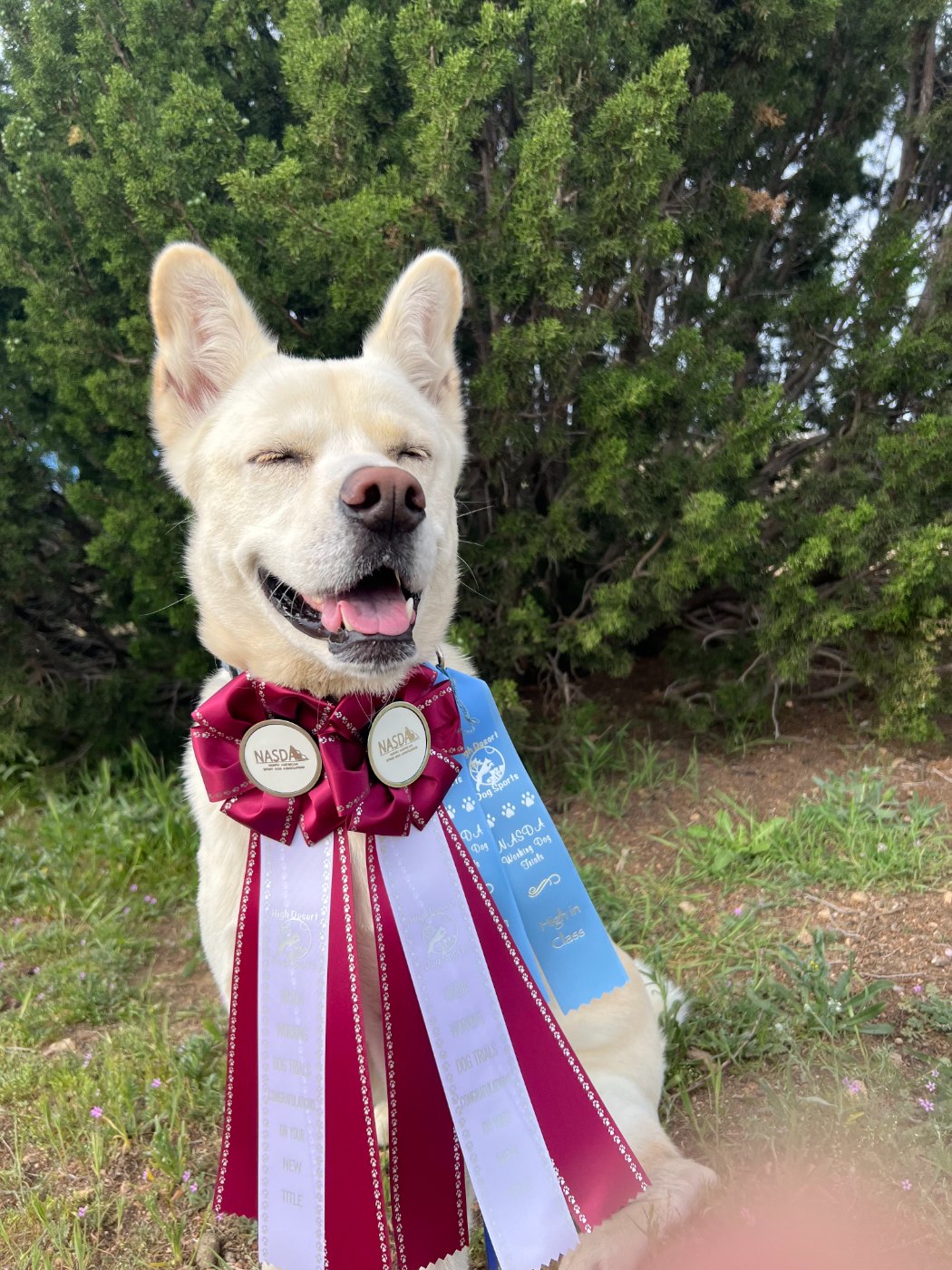 White dog wearing title rosettes