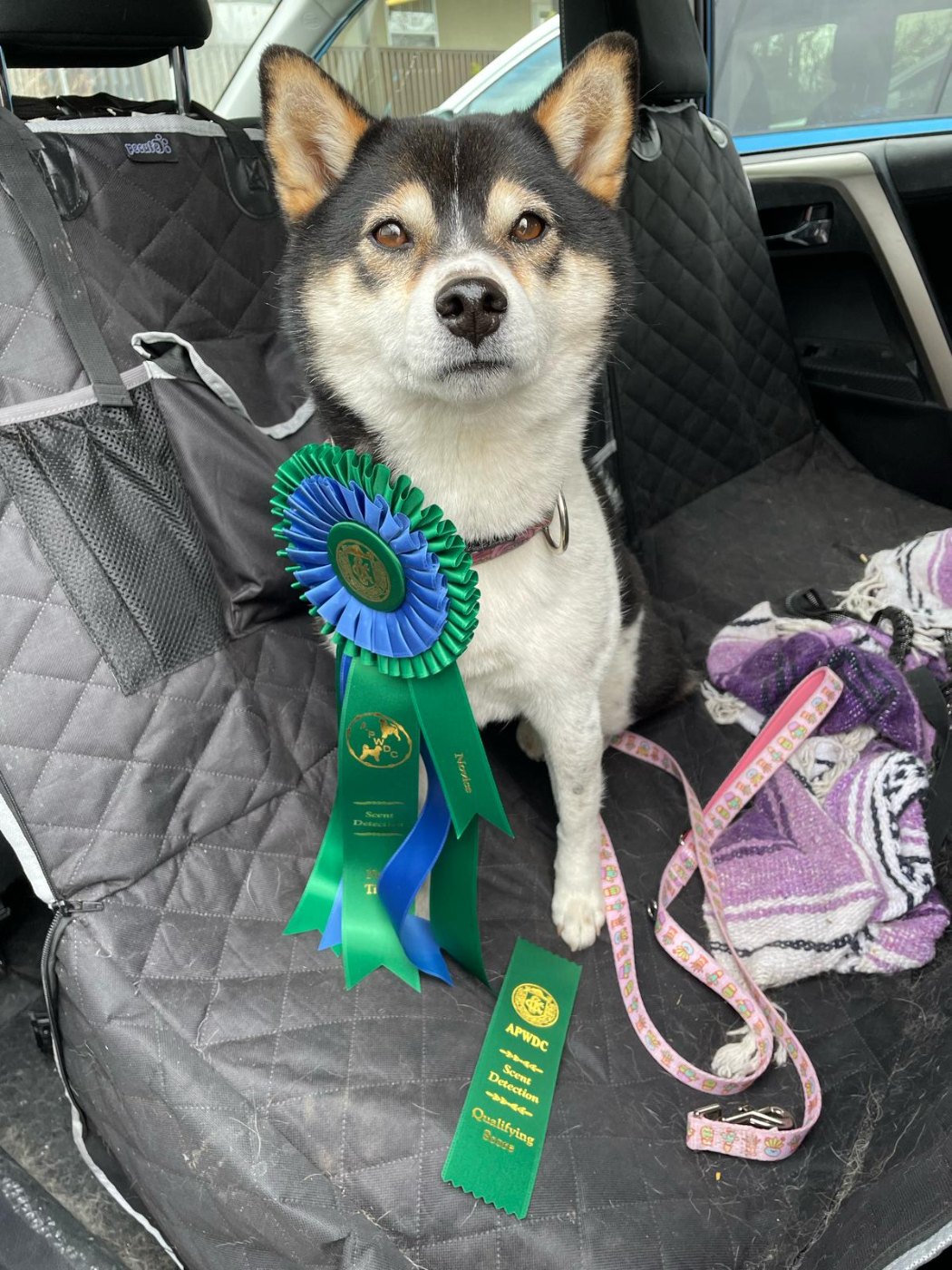 Shiba with scent detection ribbons