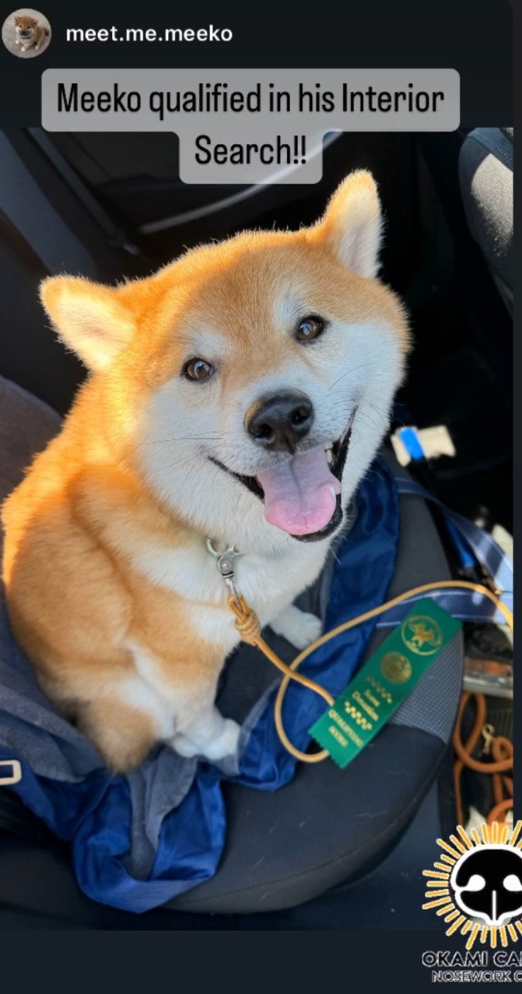 Shiba with an interior search qualifying ribbon