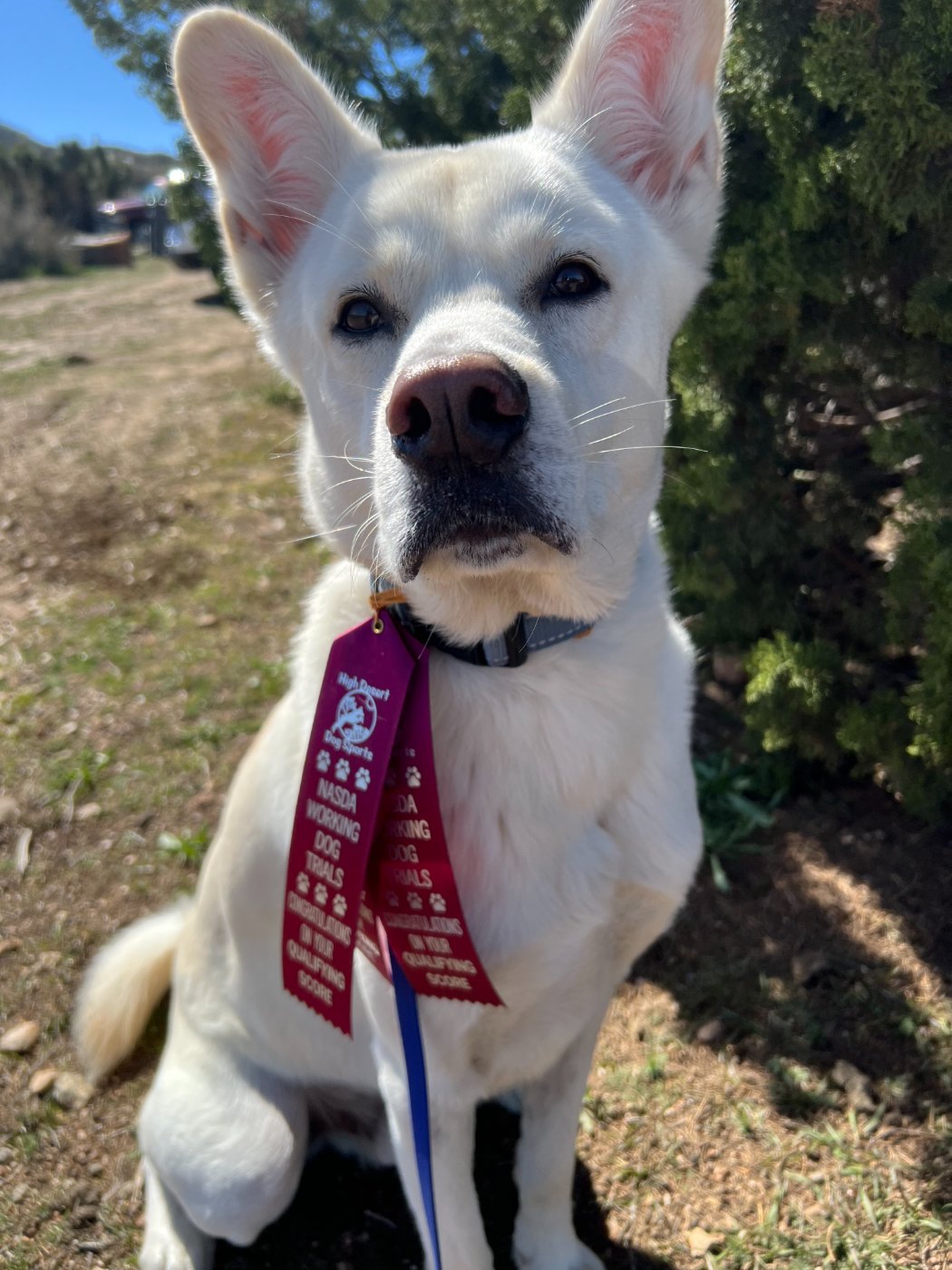 White dog with qualifying score ribbons