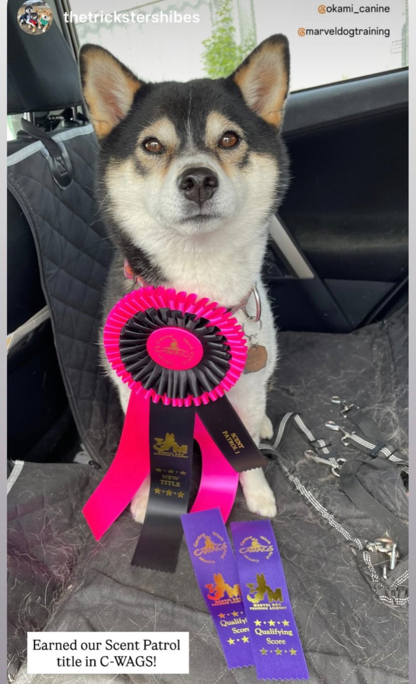 Shiba with a scent patrol title rosette