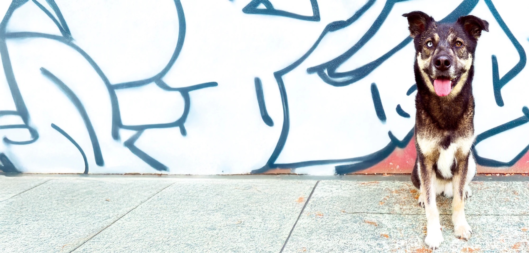 Marcie, an Okami Canine client dog, in front of a graffiti mural