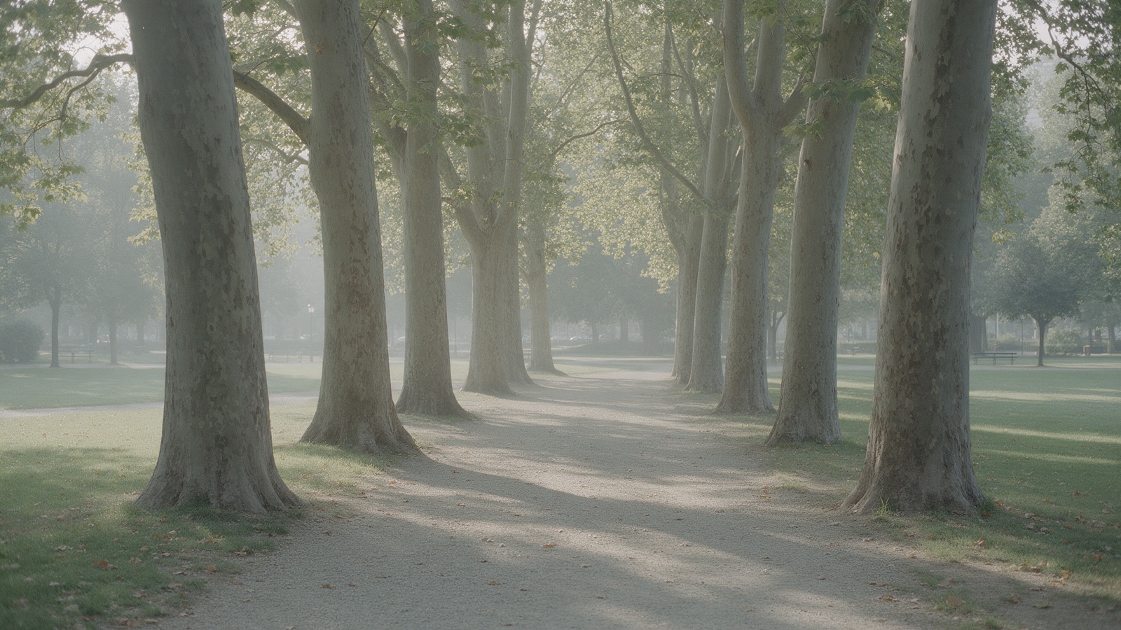 Late afternoon light through a row of London plane trees on a quiet park path, no people