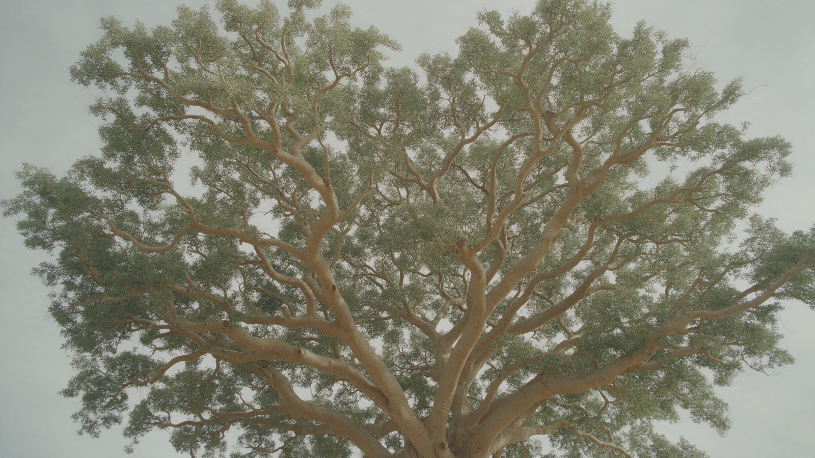 Looking up into the canopy of a tall beech tree against a pale sky
