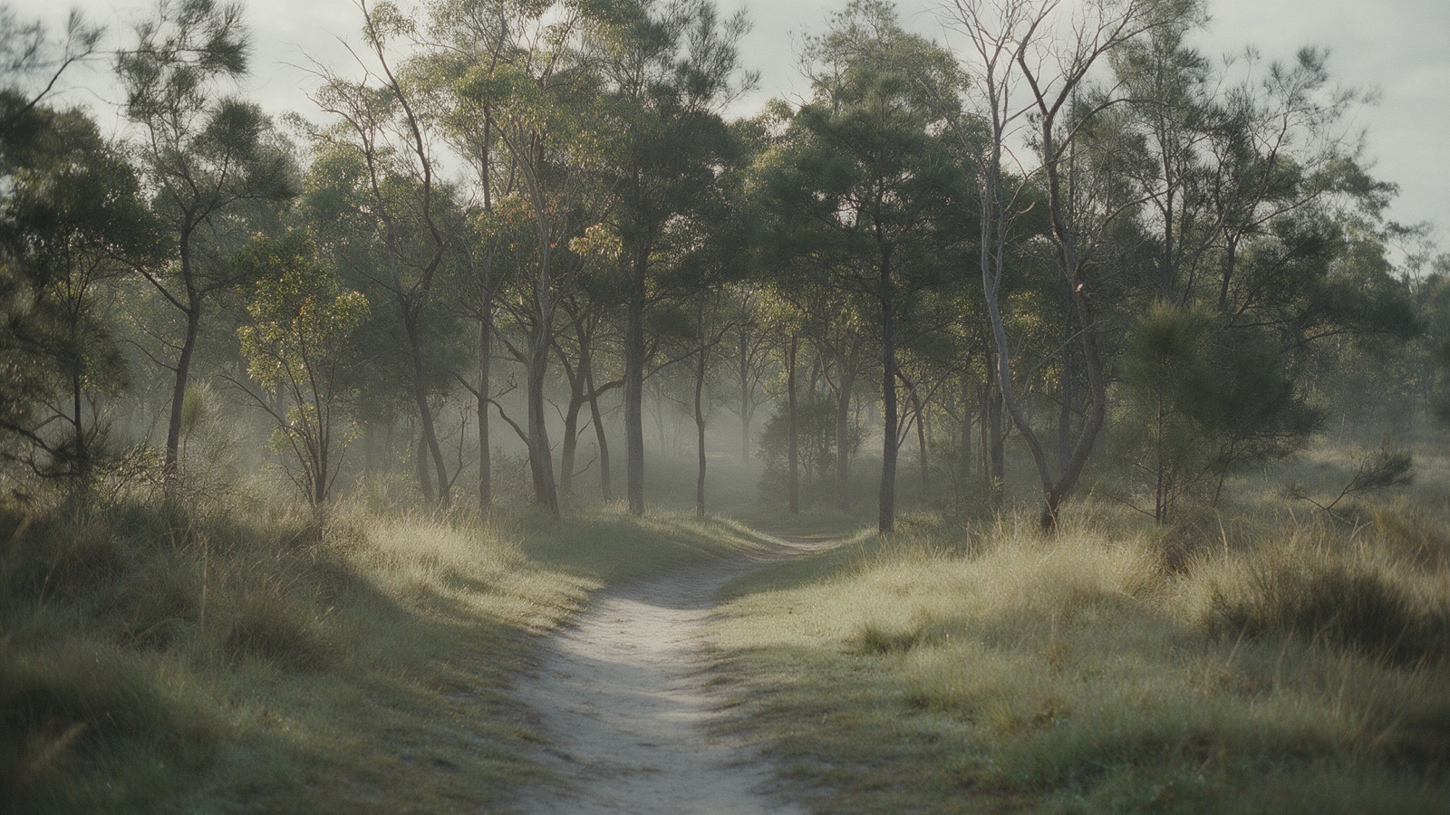 A narrow dirt path curving into a wooded area, morning mist between the trunks