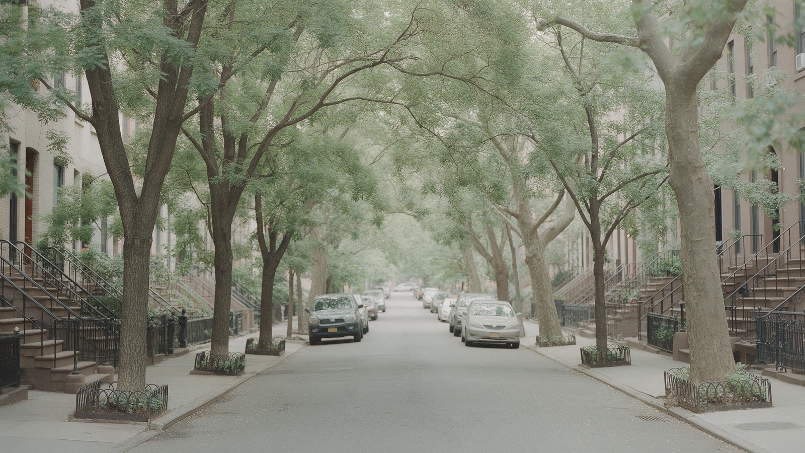 A tree-lined New York side street in soft light, canopy meeting overhead