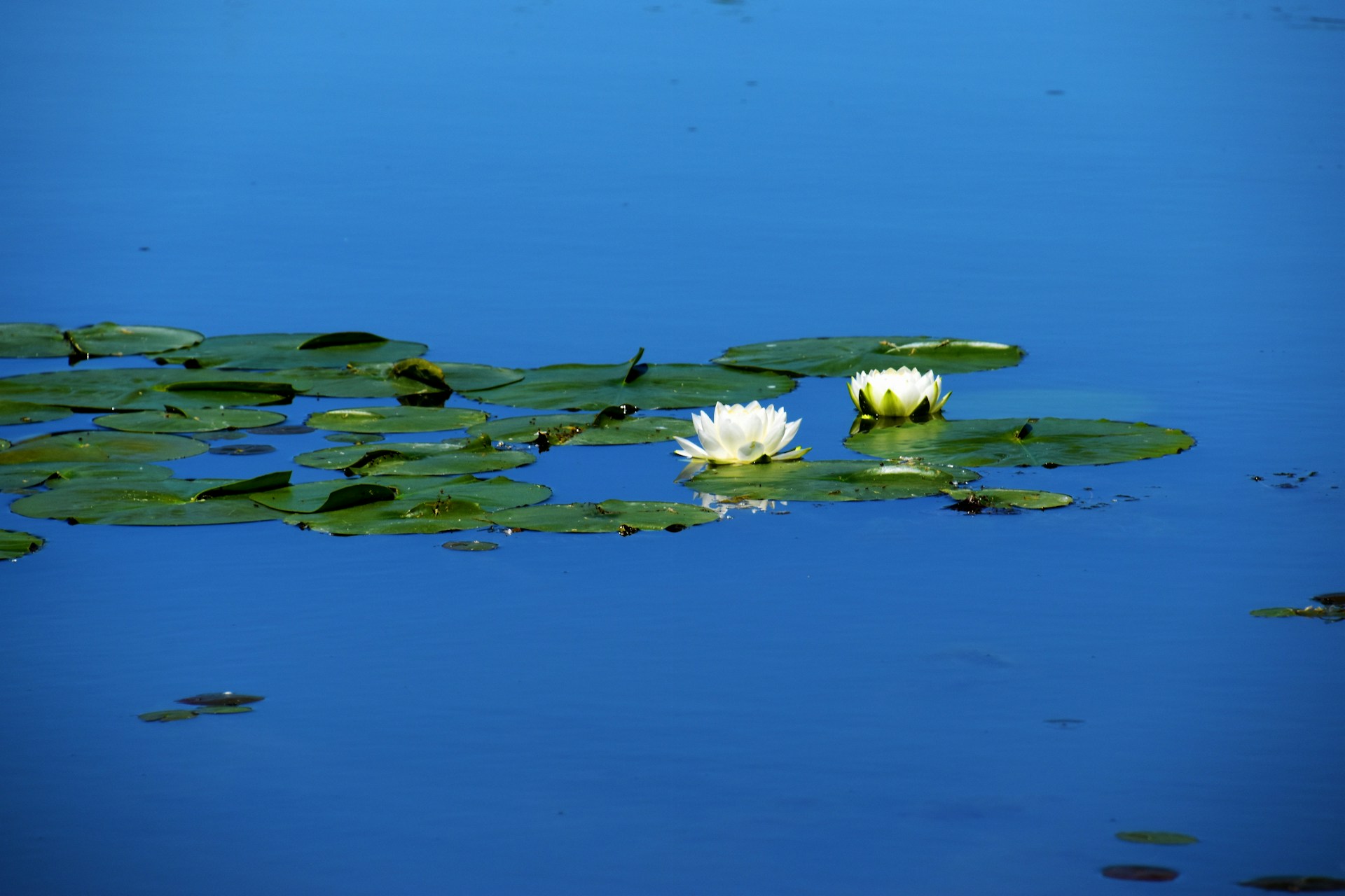 Micro-resilience in workplaces.
