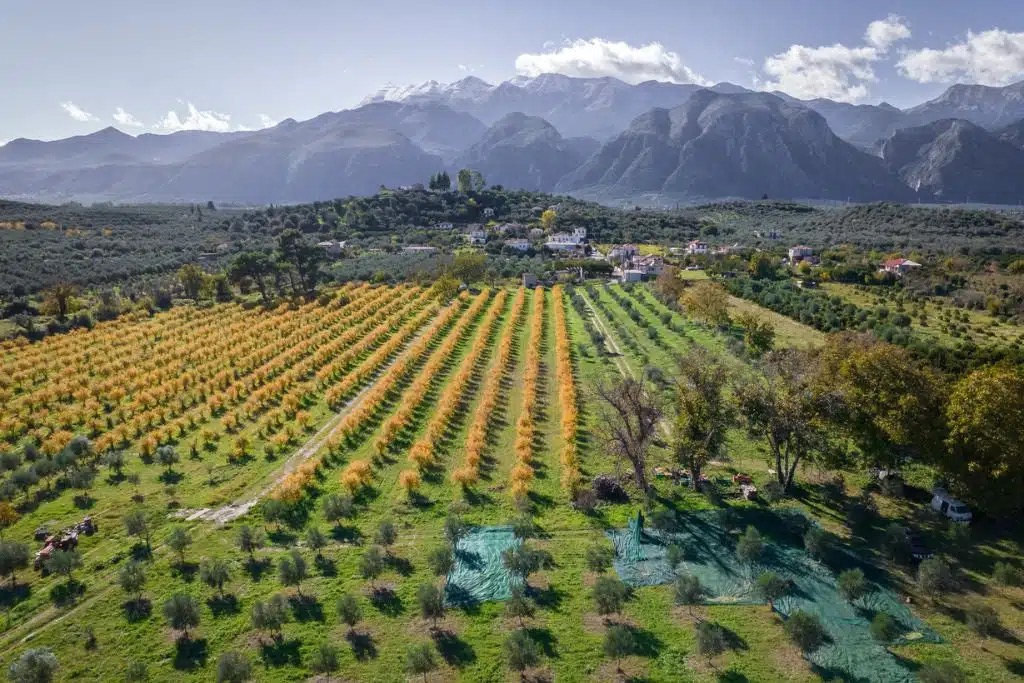 Stance Trends & Insights in Regenerative Impact