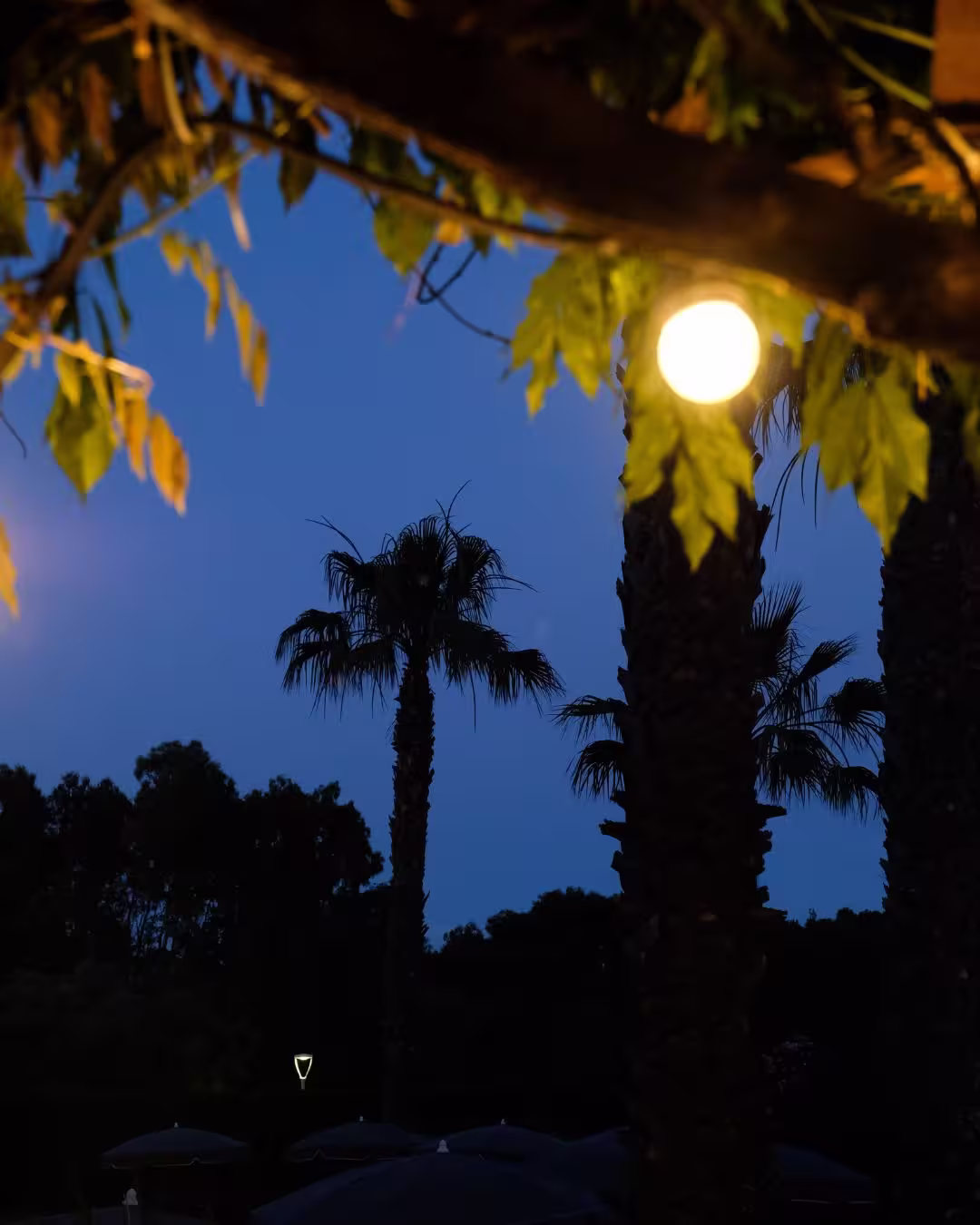 Palmiers éclairés au crépuscule dans le jardin de l’Hôtel Le Catalogne à Saint-Aygulf.