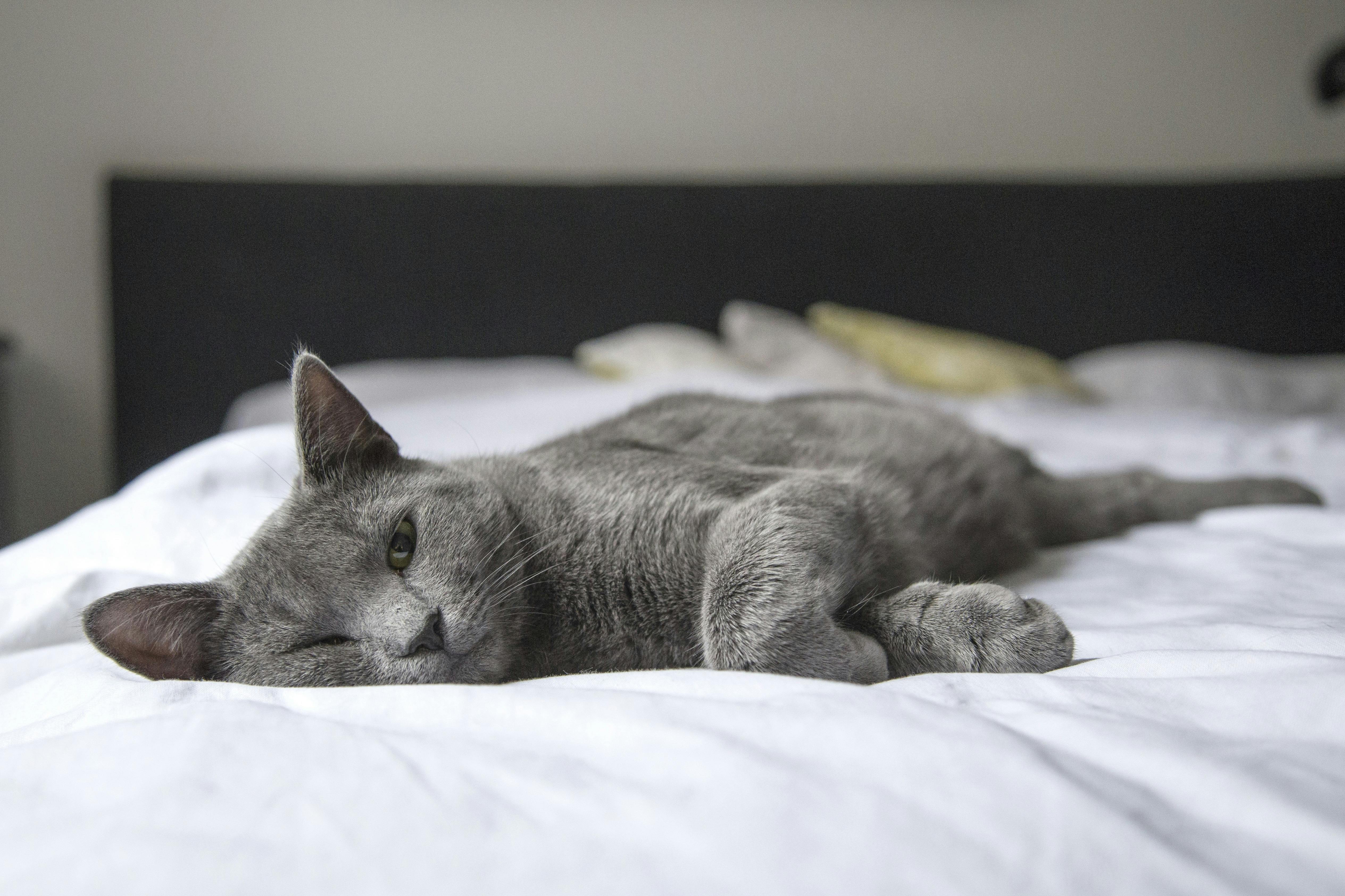 Understanding Airbnb Short-Term Rental Occupancy Rates