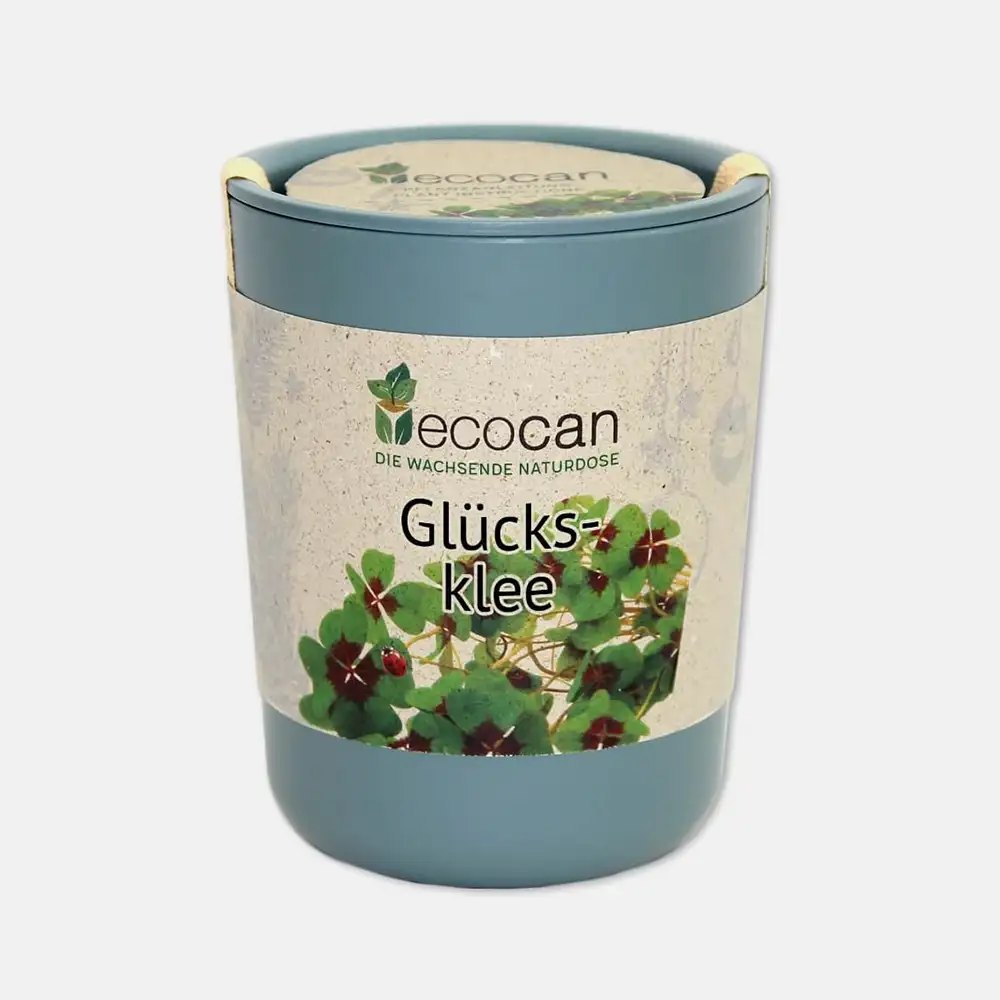 Anzuchtset Glücksklee in einer Dose aus gepressten Fasern, aus der frische Kleeblätter wachsen.