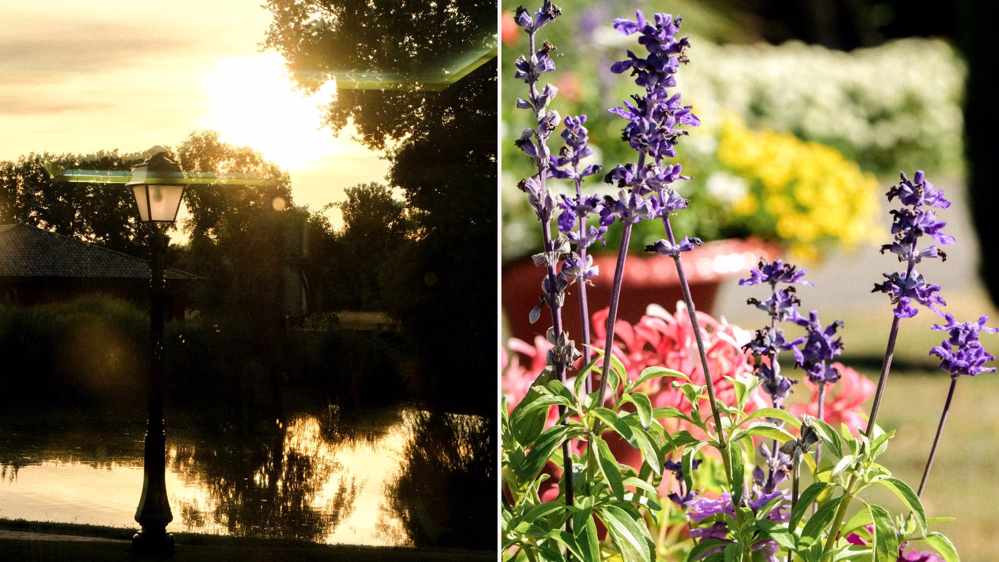 Coucher de soleil sur l’étang du Château d’Epeyssoles et gros plan sur des fleurs violettes dans le jardin.