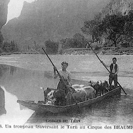 photo très ancienne de bateliers traversant des moutons