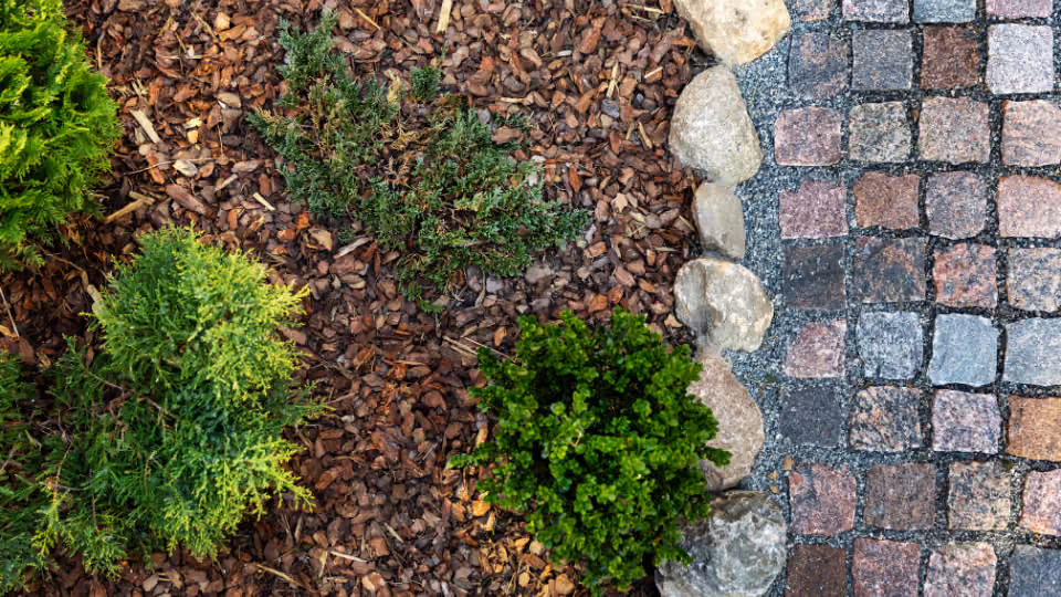 Green evergreen shrubs are mulched with bark chips next to a stone border and a cobblestone path.