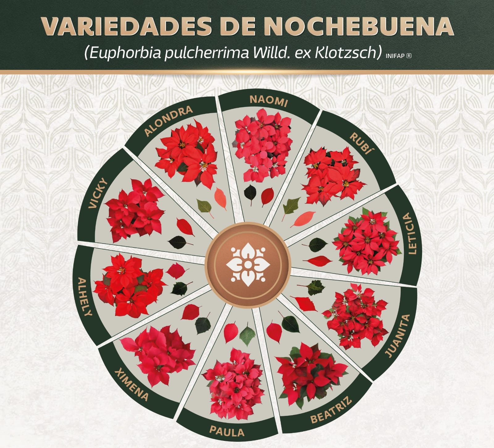 Respalda Gobierno de La tierra que nos une investigación y comercialización de nochebuena mexicana Respalda Gobierno de La tierra que nos une investigación y comercialización de nochebuena mexicana