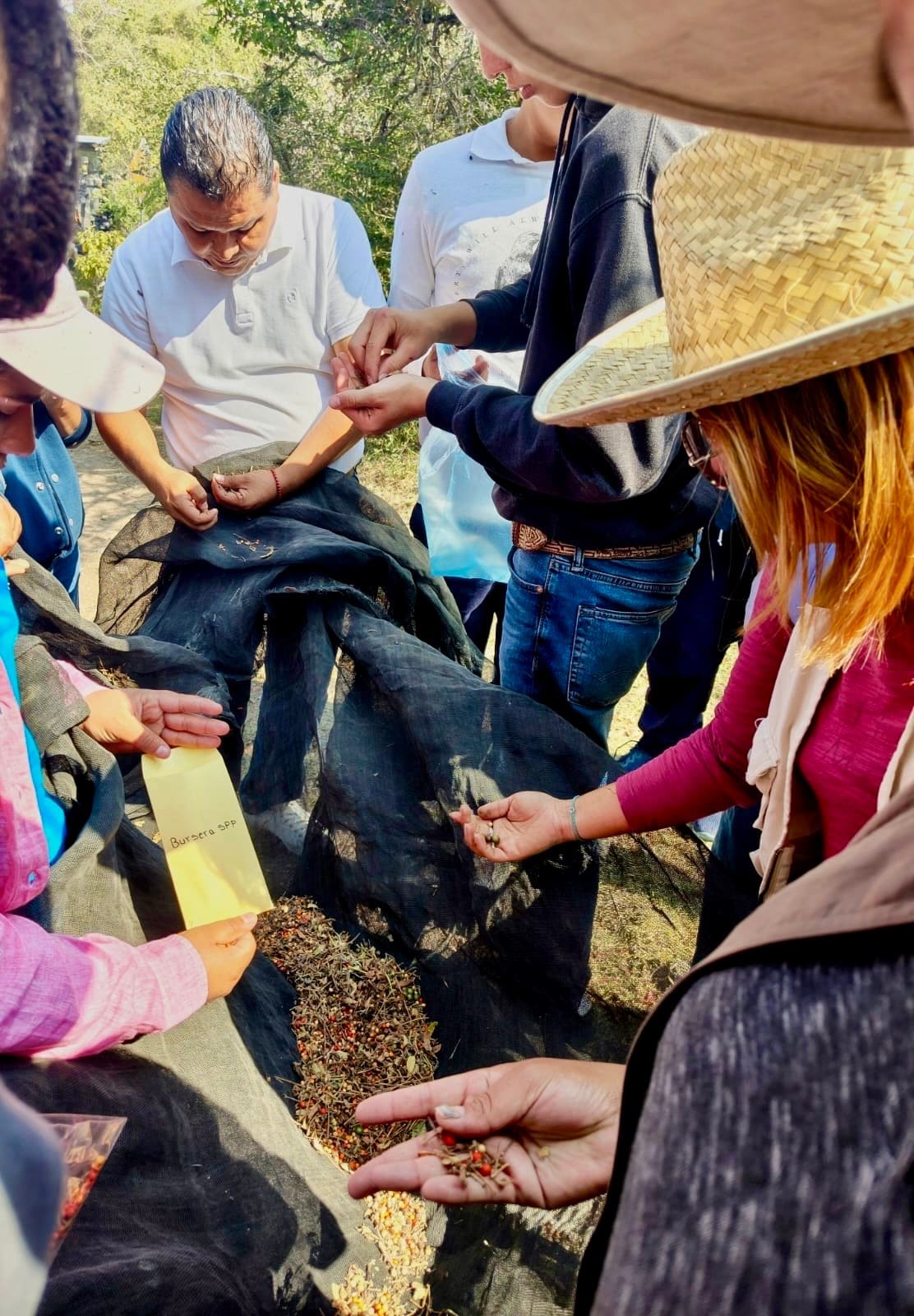 Impulsa Gobierno de Morelos la conservación de especies nativas mediante la colecta de semillas en Jantetelco