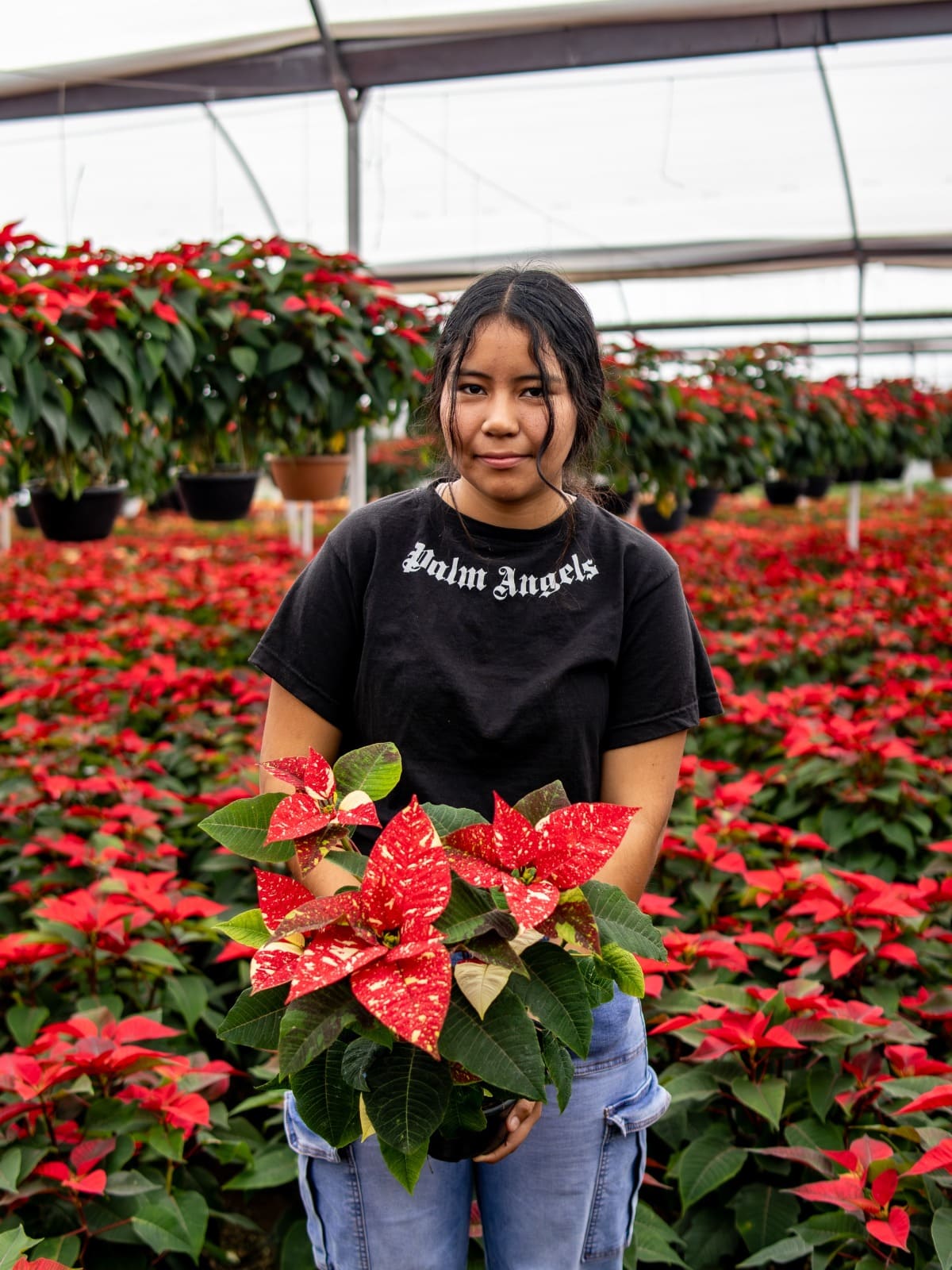 Exitosa temporada de venta de flor de nochebuena para productores ornamentales de Morelos