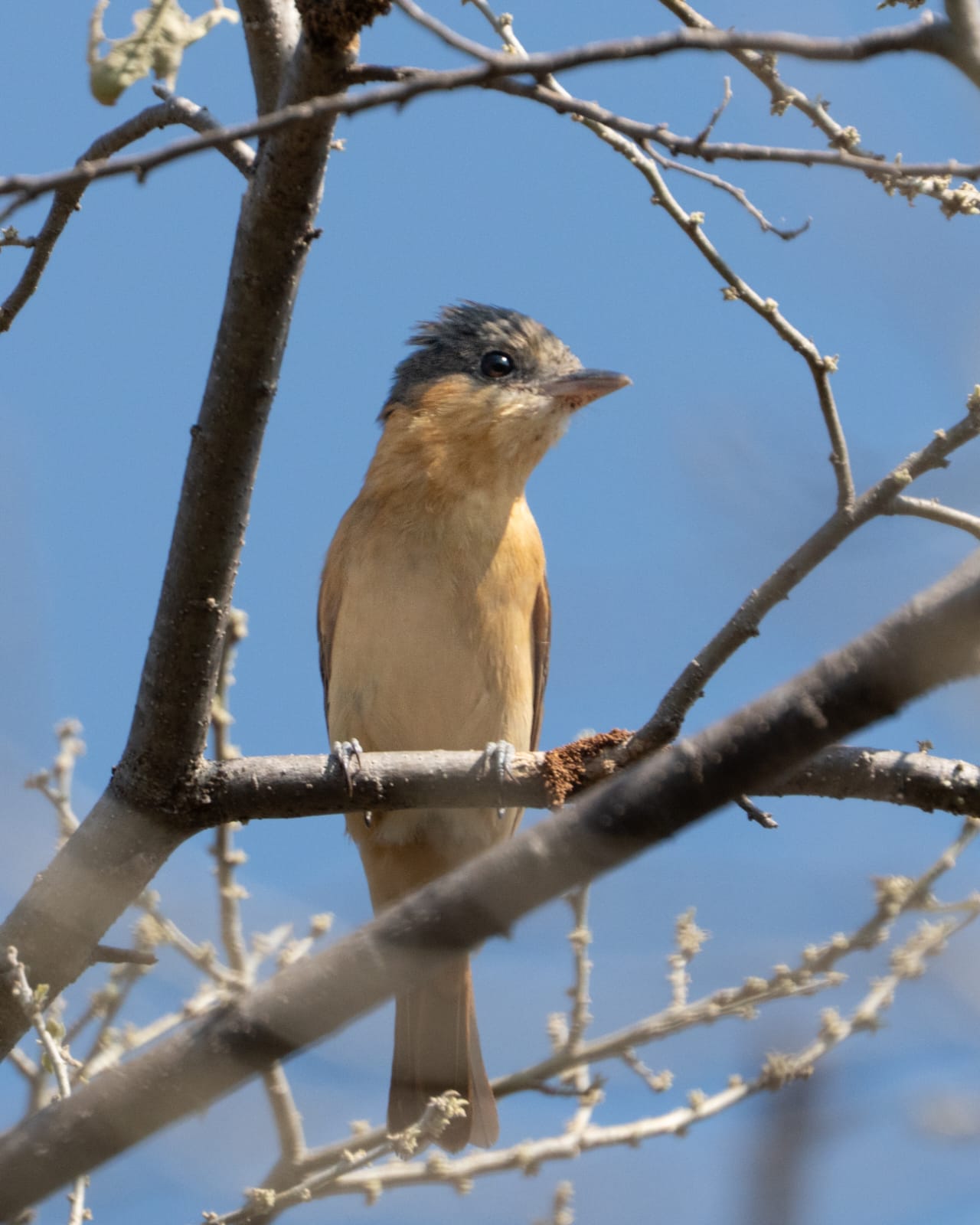 Participa Desarrollo Sustentable en Conteo Navideño Internacional de Aves 2025