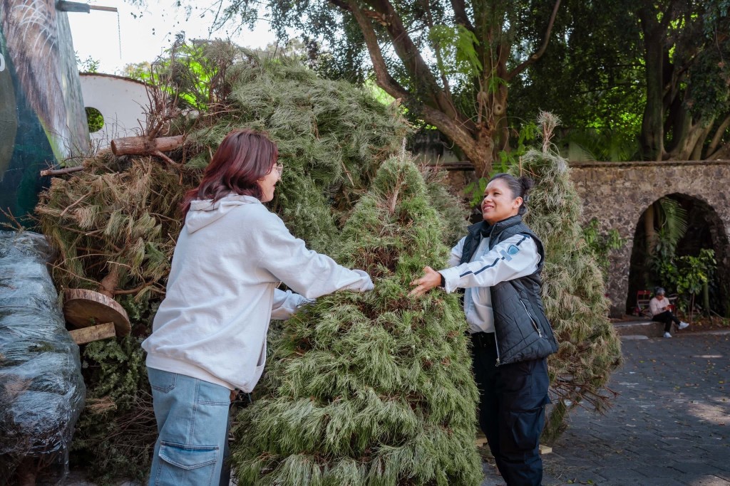 Intercambia Parque Barranca Chapuletec árboles de navidad naturales por acceso al Zoofari Morelos