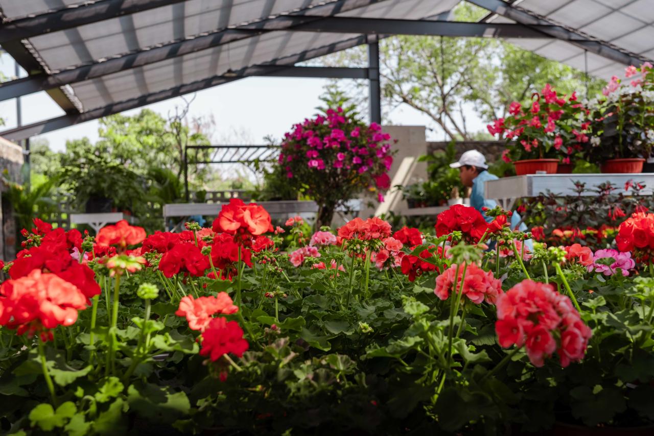 Promueve Secretaría Desarrollo Sustentable regalos ecológicos para celebrar el 14 de febrero con conciencia ambiental