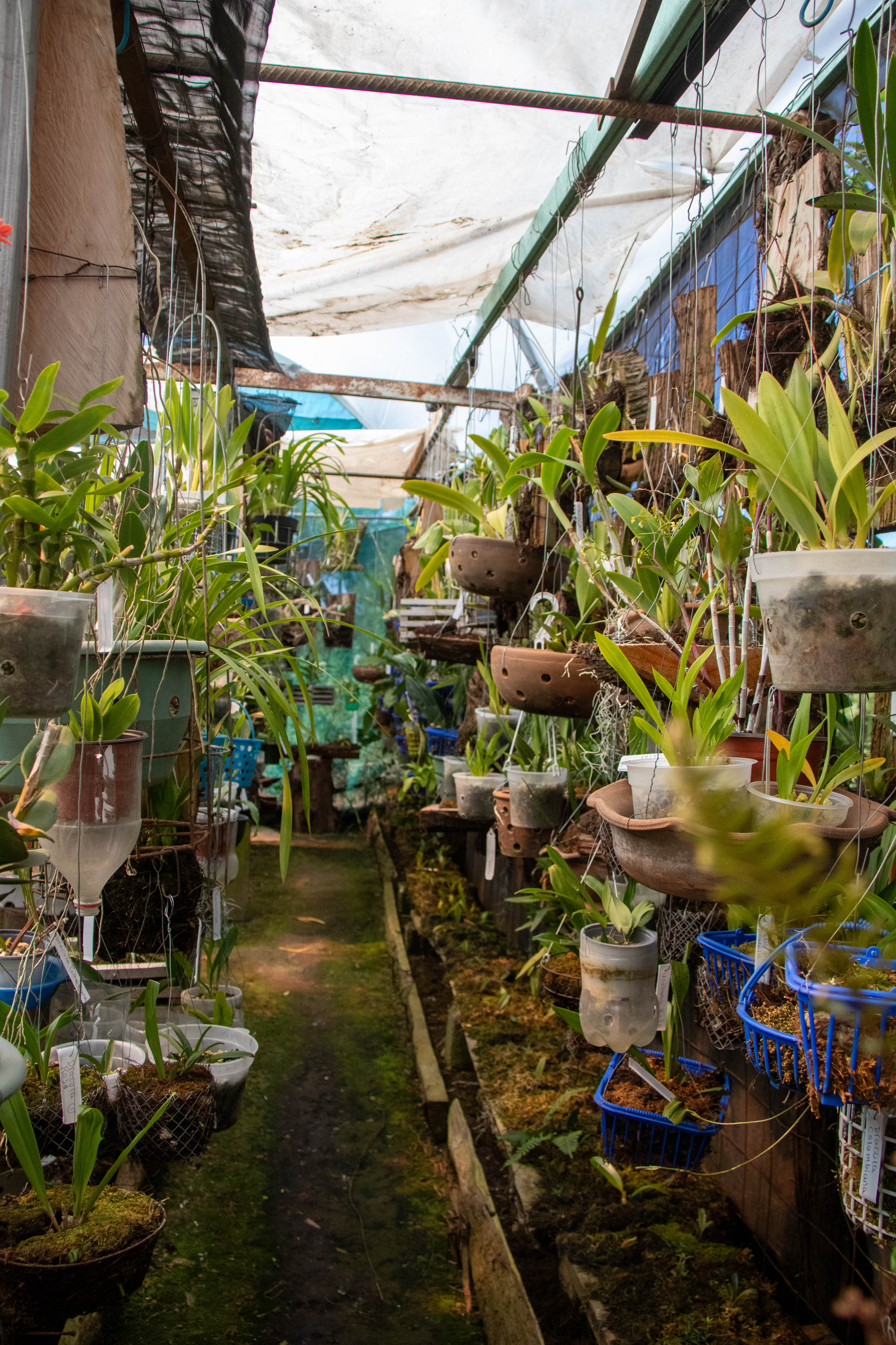 Orquidiario Hueyapan